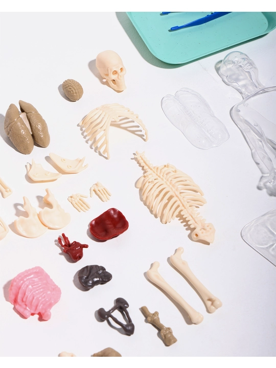 Anatomik konstruktor Inson tanasi