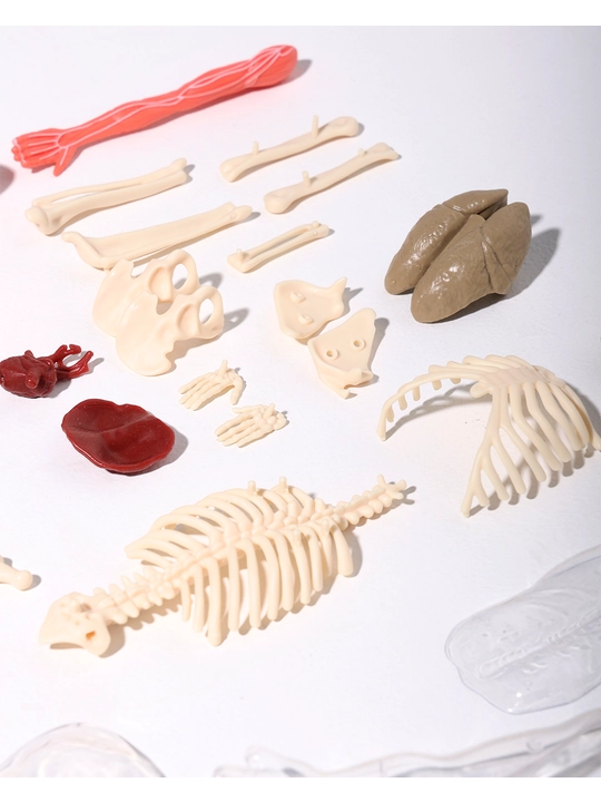 Anatomik konstruktor Inson tanasi