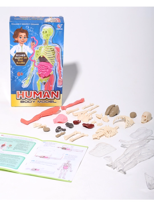 Anatomik konstruktor Inson tanasi