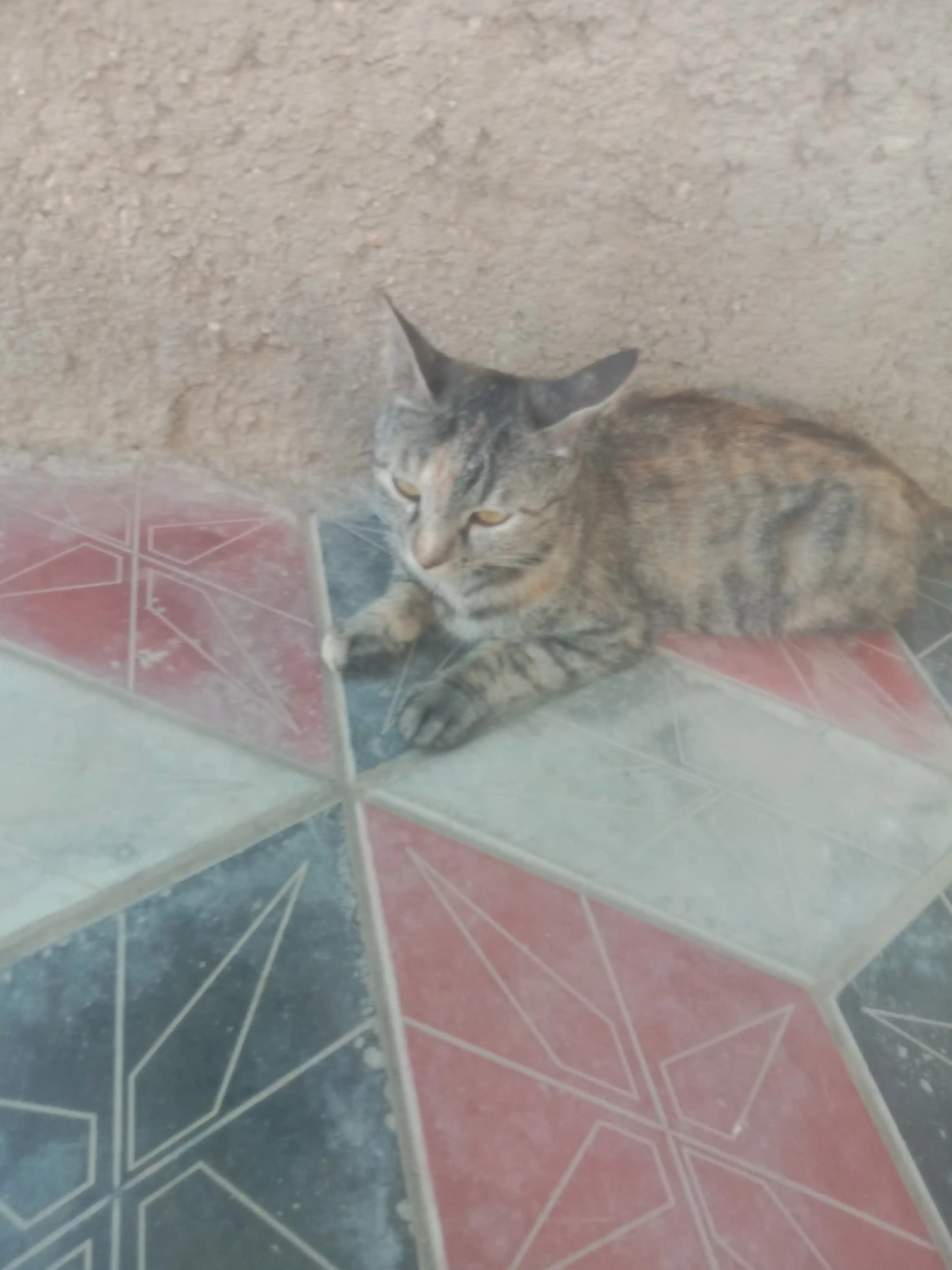 Paw Picks mushuklar uchun quruq yem, tovuq go‘shti bilan, 1 kg