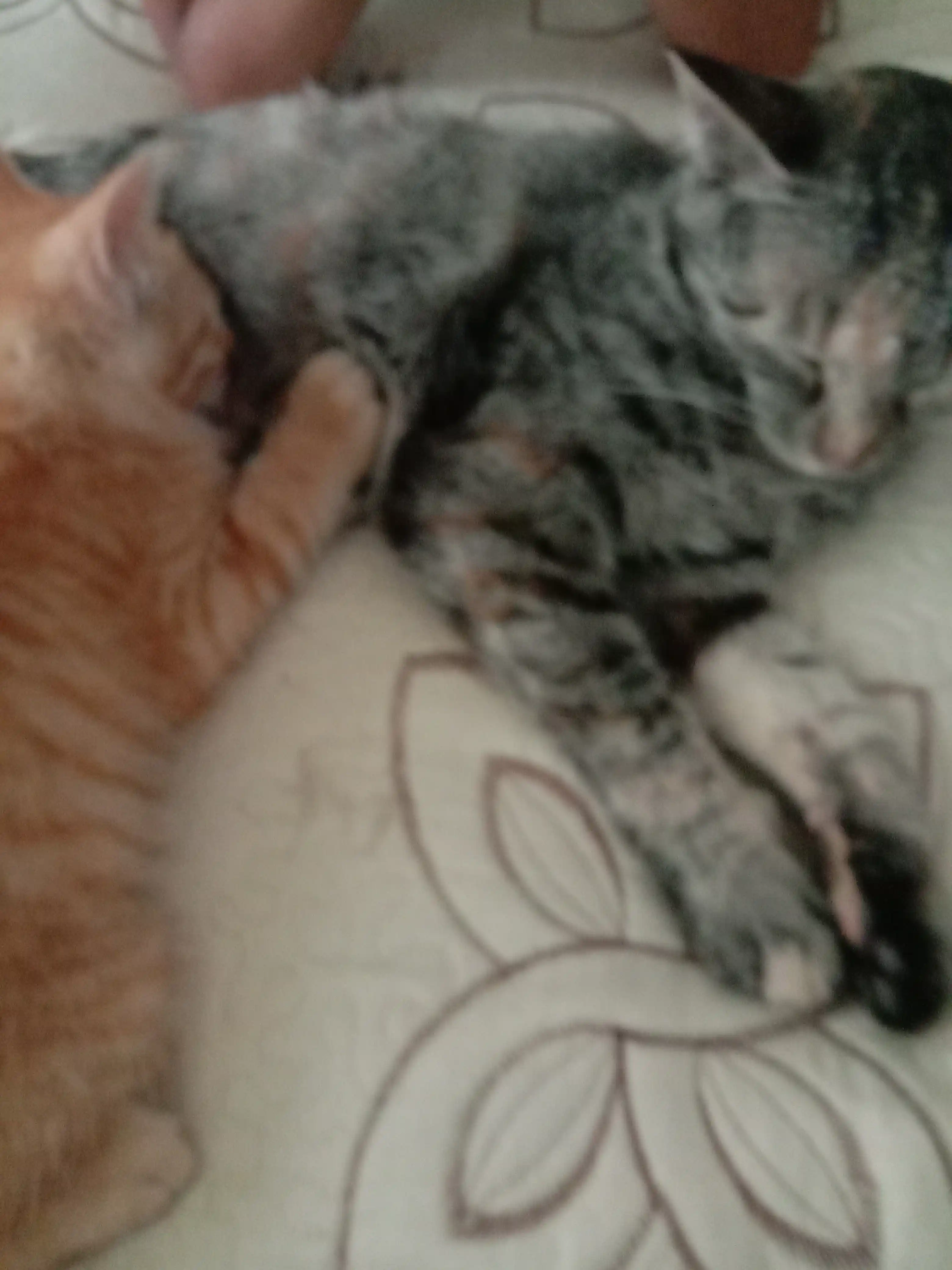 Paw Picks mushuklar uchun quruq yem, tovuq go‘shti bilan, 1 kg