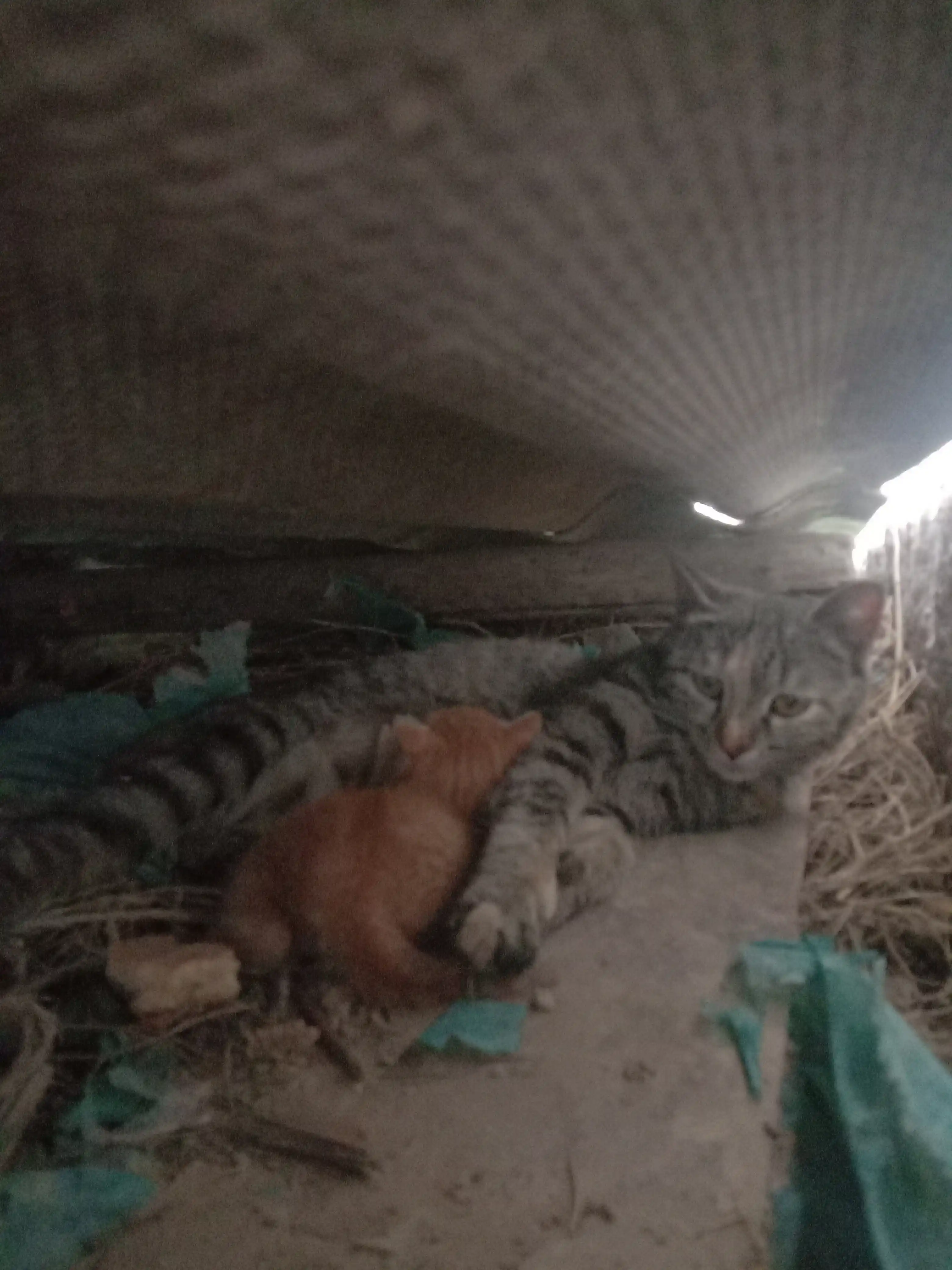 Paw Picks mushuklar uchun quruq yem, tovuq go‘shti bilan, 1 kg