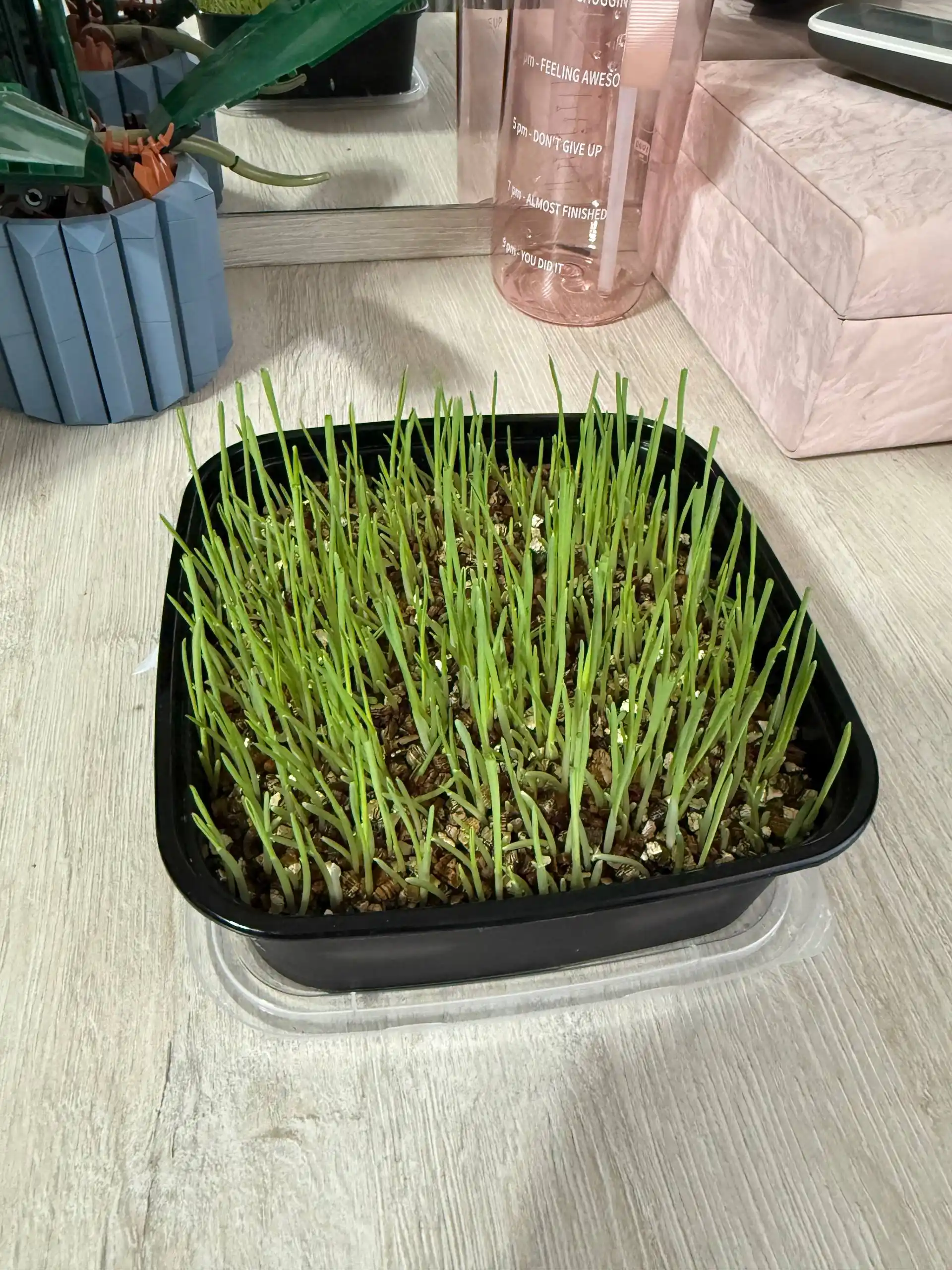 Smart Pets mushuk o'ti – yung g'uddalarini chiqaradi, ko'kat yetishtirish to‘plami, 130 g