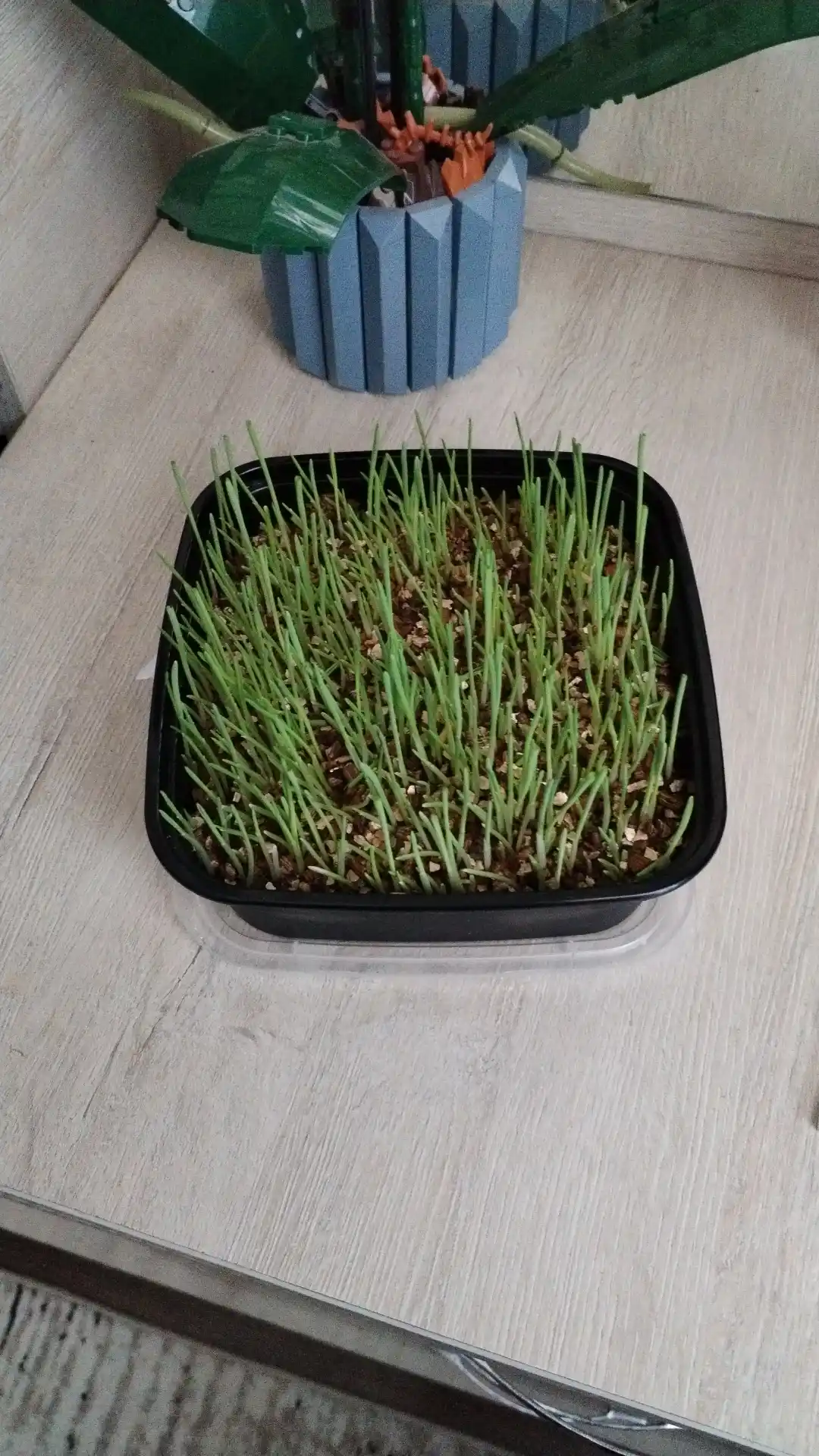 Smart Pets mushuk o'ti – yung g'uddalarini chiqaradi, ko'kat yetishtirish to‘plami, 130 g