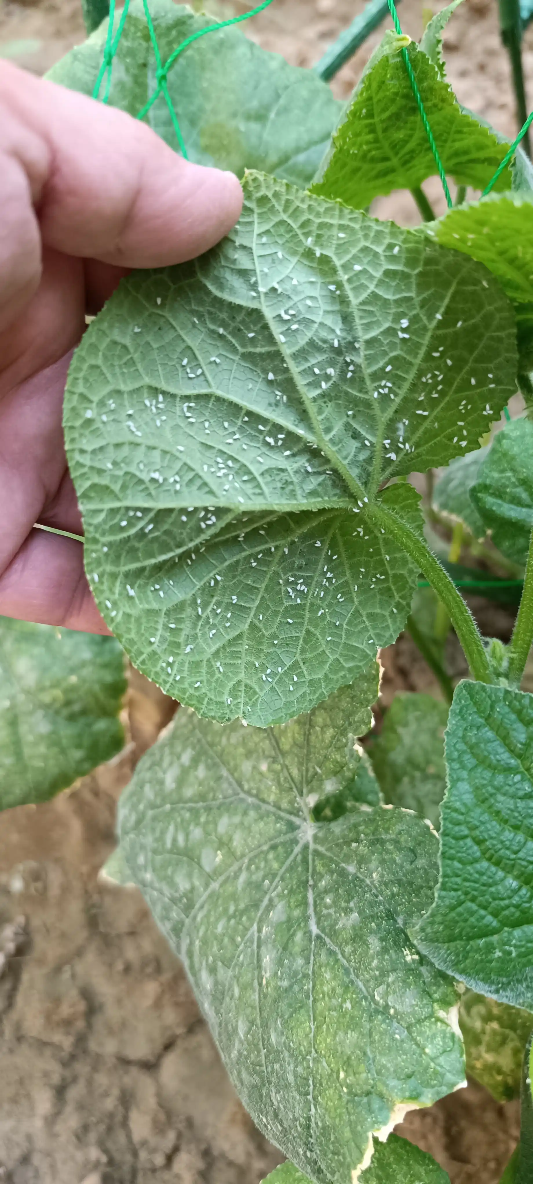 Bog' o'simliklari va sabzavotlar uchun Aktara insektitsidi, 4 g