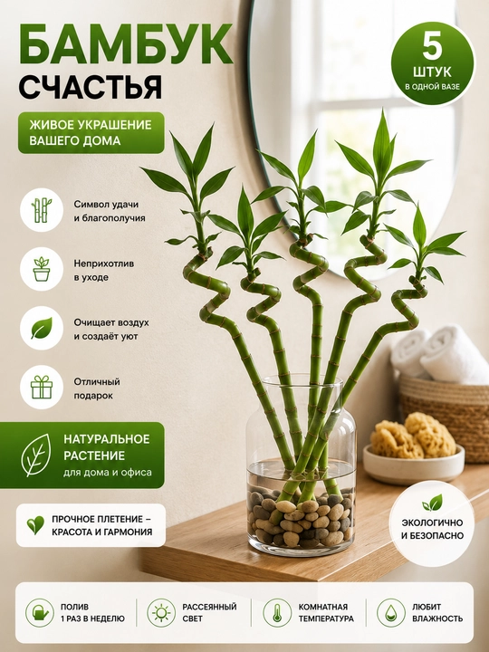 Baxt bambuki (Lucky Bamboo) - 