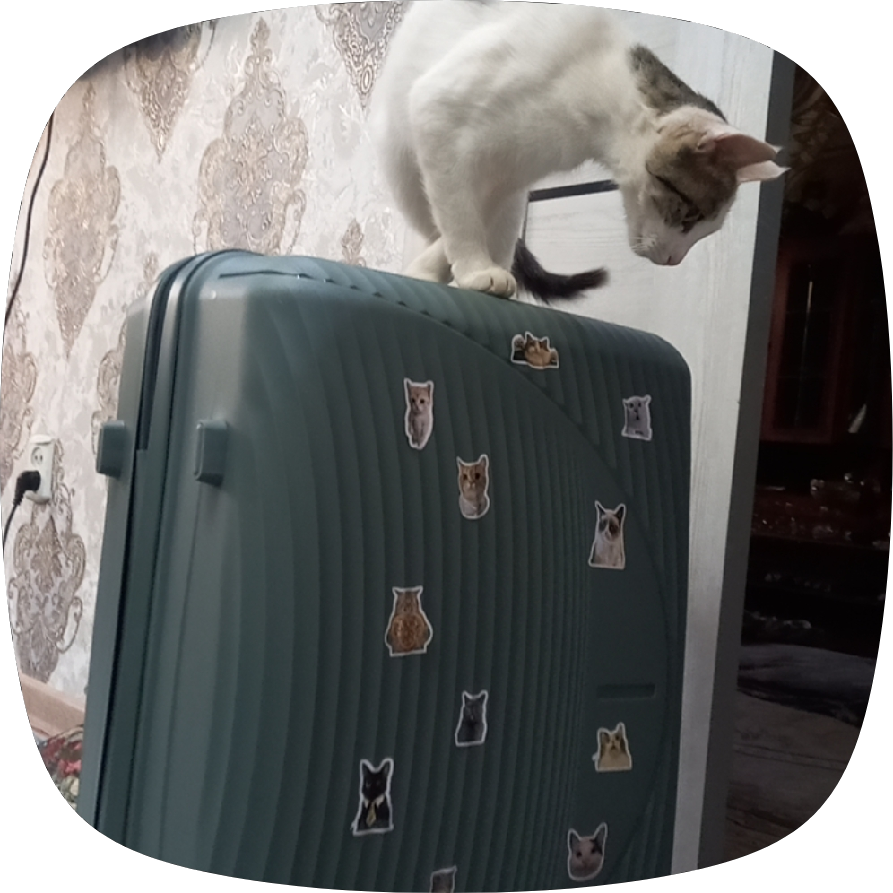Стикеры смешных котят