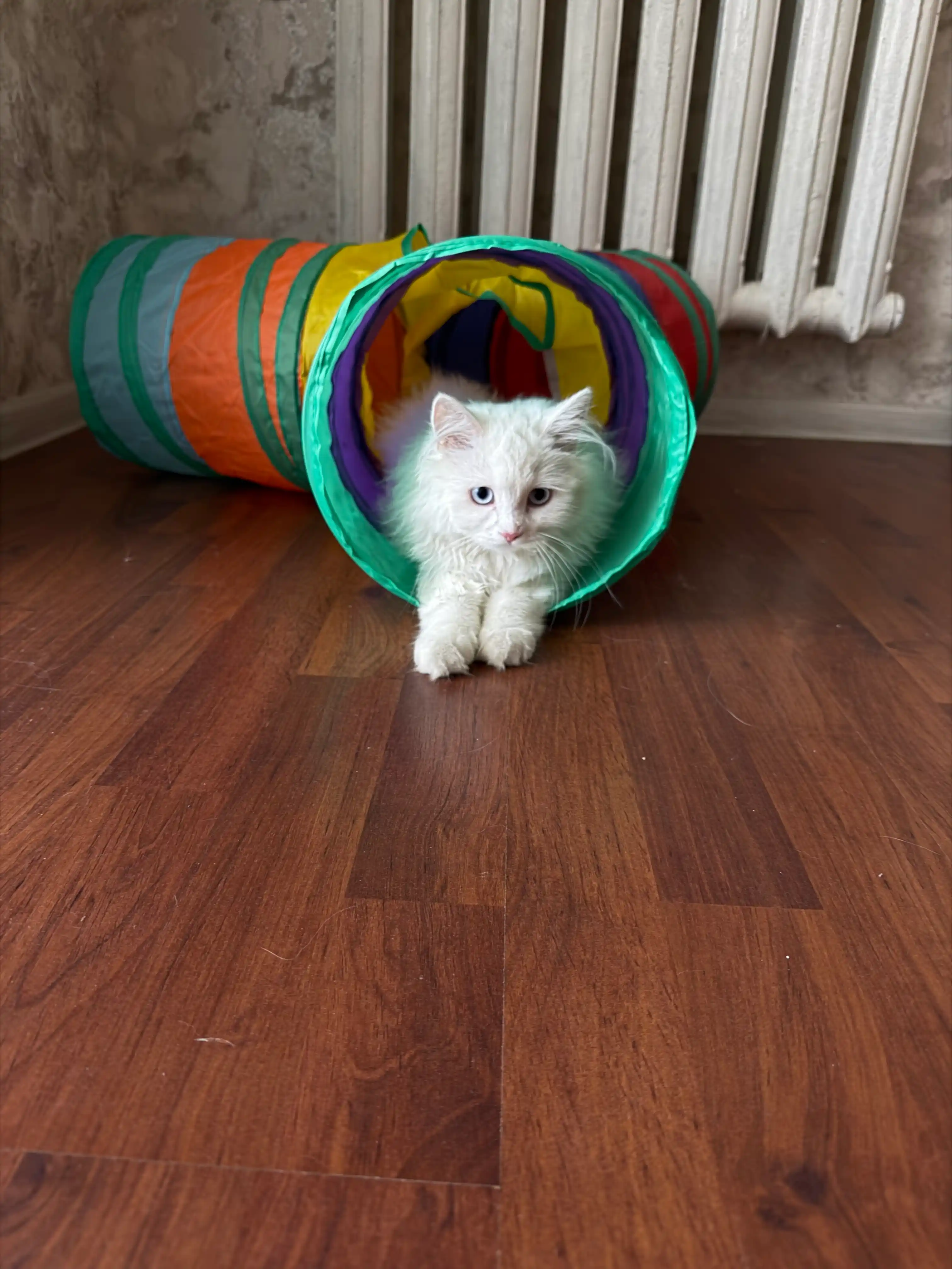 Тоннель шуршащий для кошек, складной лабиринт, игровой комплекс с подвесной игрушкой