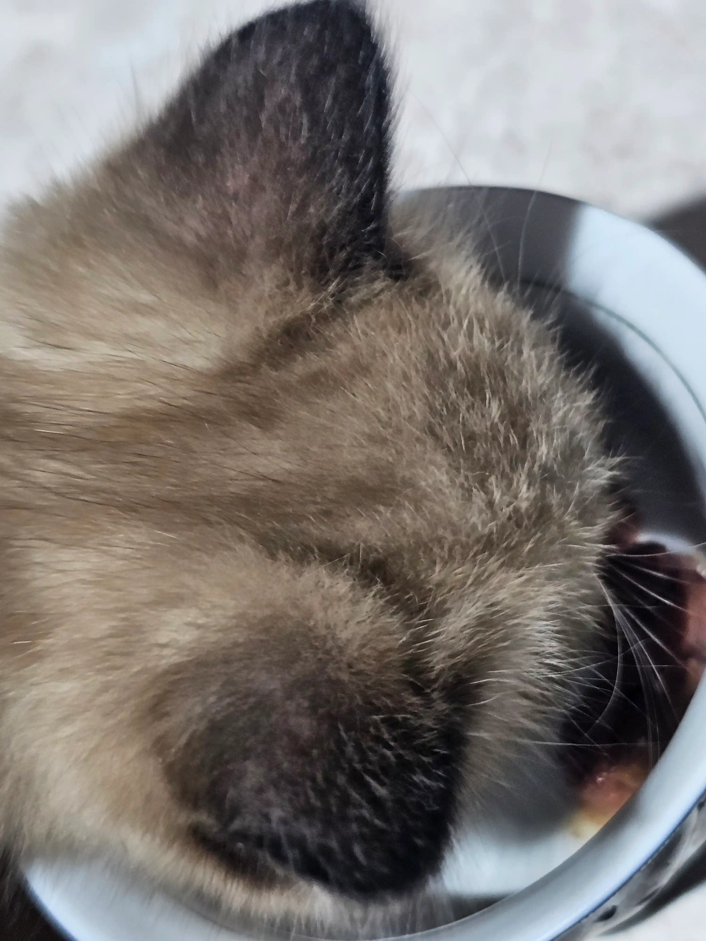 Probalance для котят