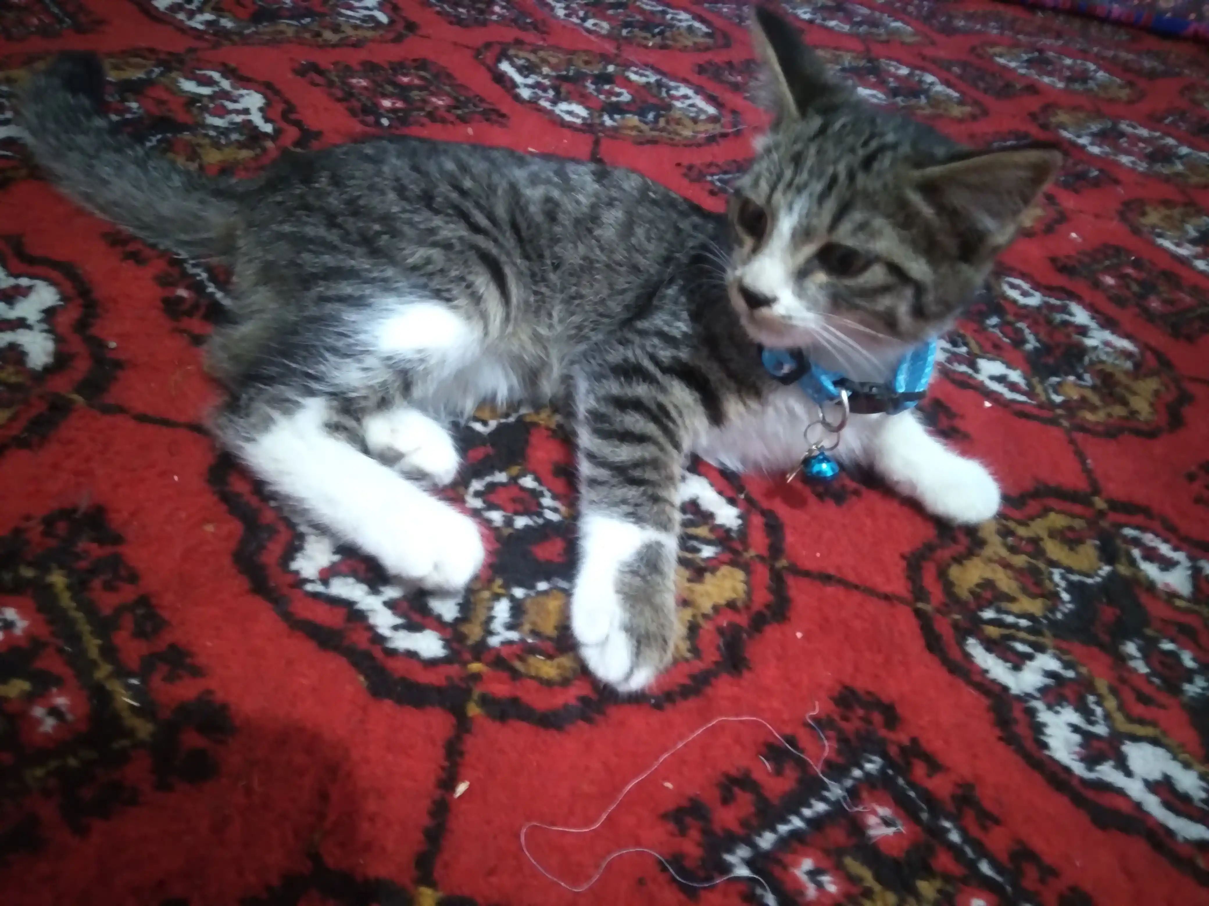 Ошейник для кошек и котят