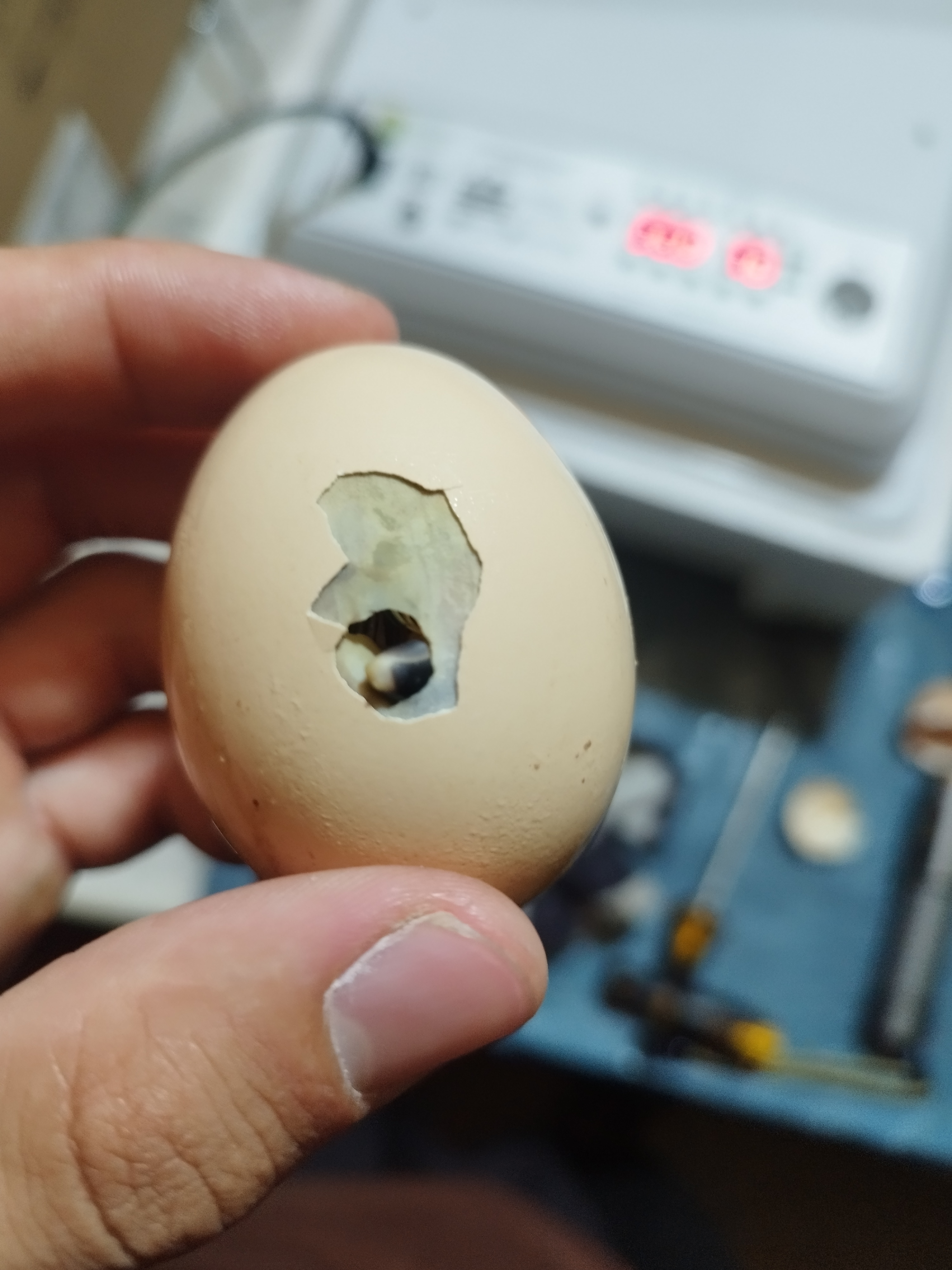 Inkubator, Avtomatik burilishli tuxum inkubatori, termoregulyator,haroratni nazorat qilish