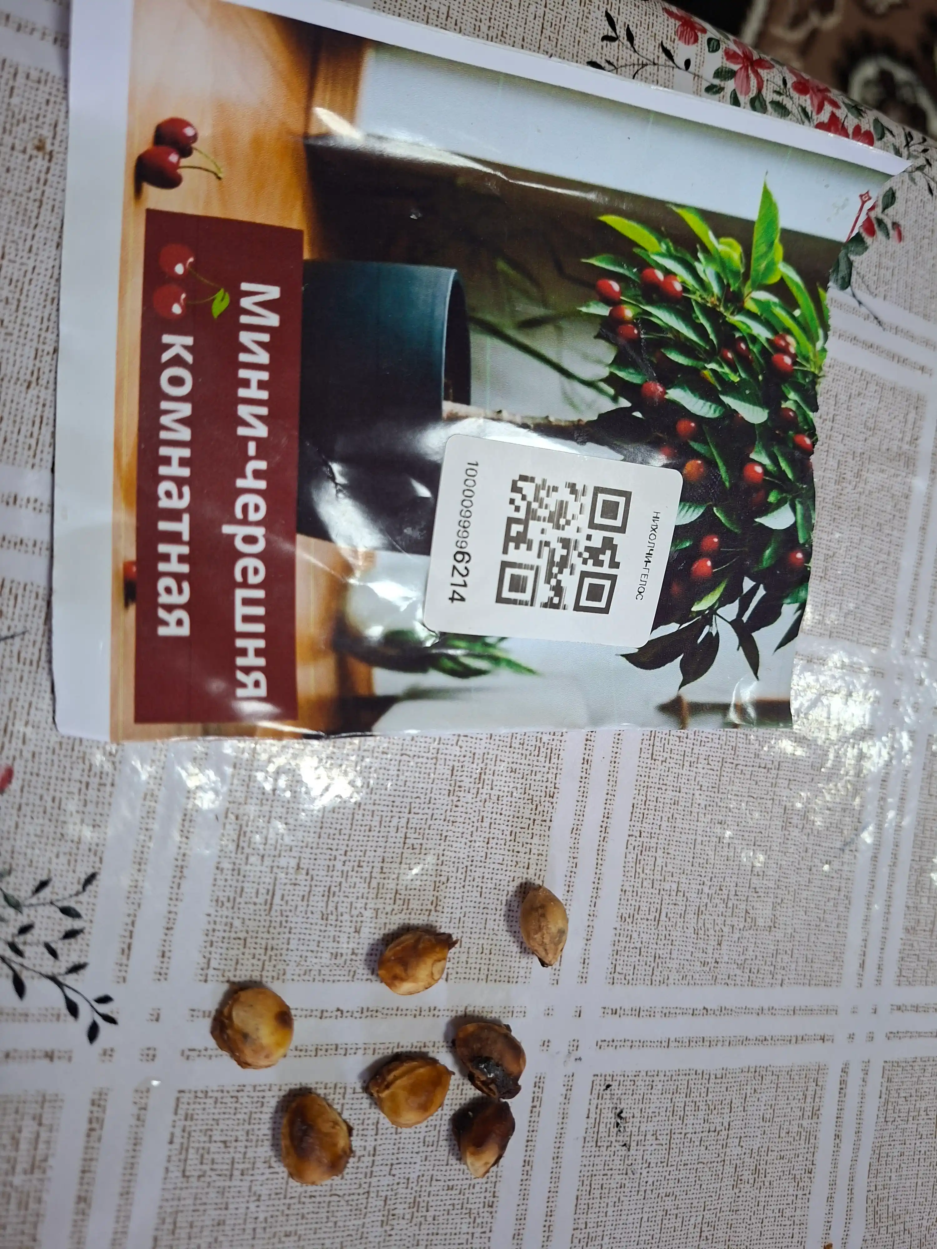 Kichik xona gilosi, bonsai, urug‘lar