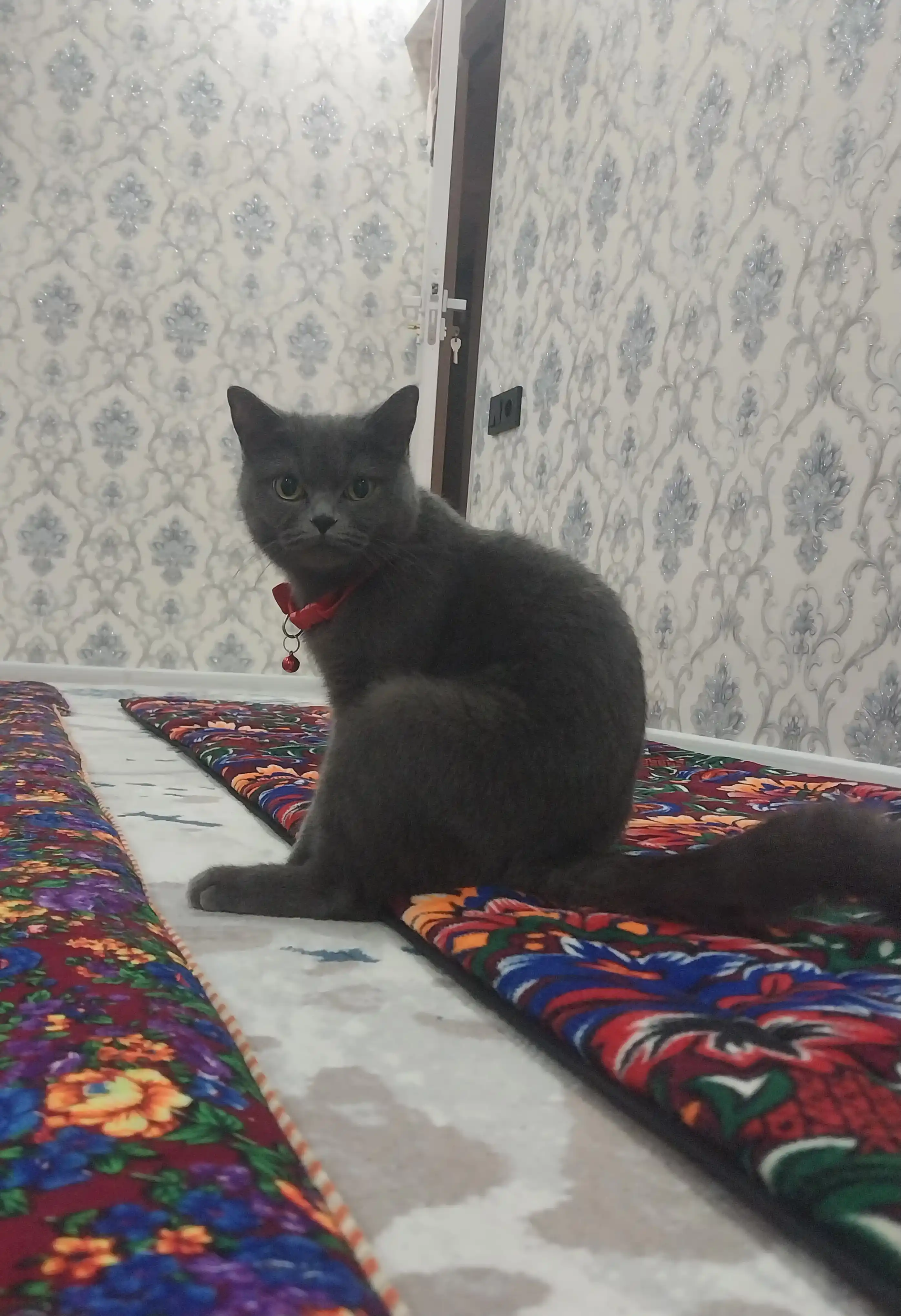 Kichkina zotli itlar va mushuk uchun neylondan, qo'ng'iroq va kamonli dekorativ yoqalar