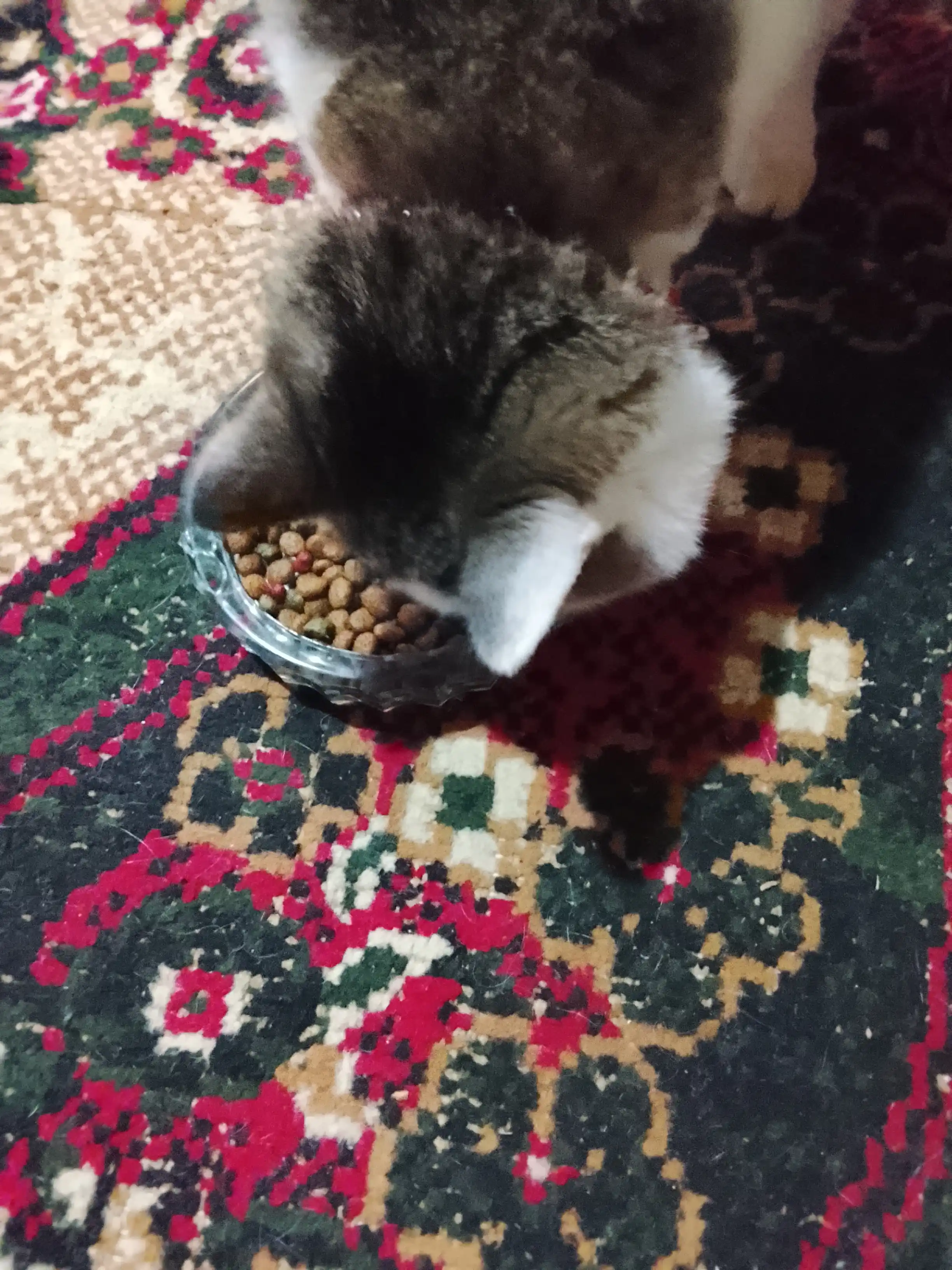 Paw Picks Tail Twist mushuklar uchun quruq yem go‘sht, guruch va sabzavot bilan 1 kg