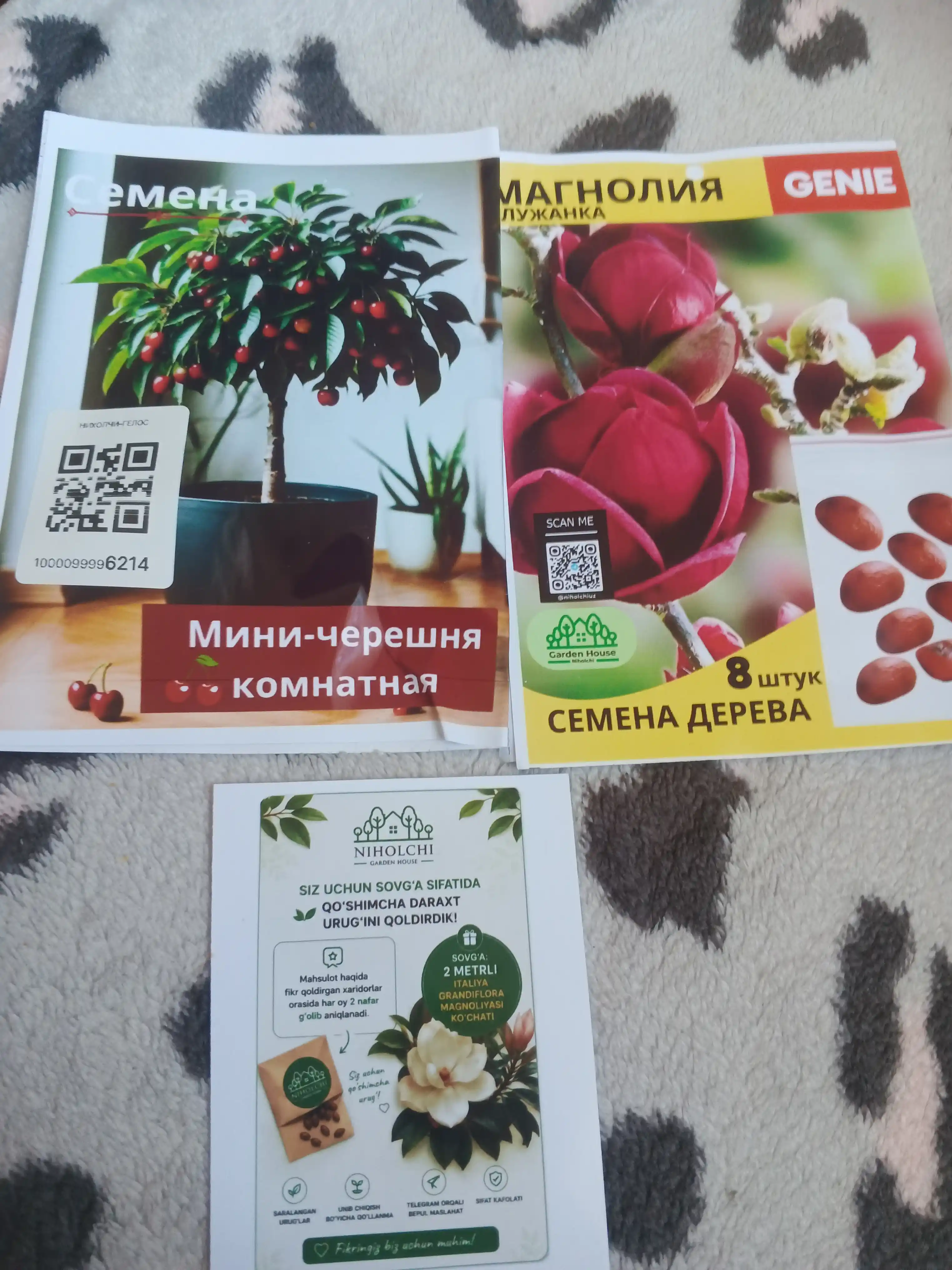 Kichik xona gilosi, bonsai, urug‘lar