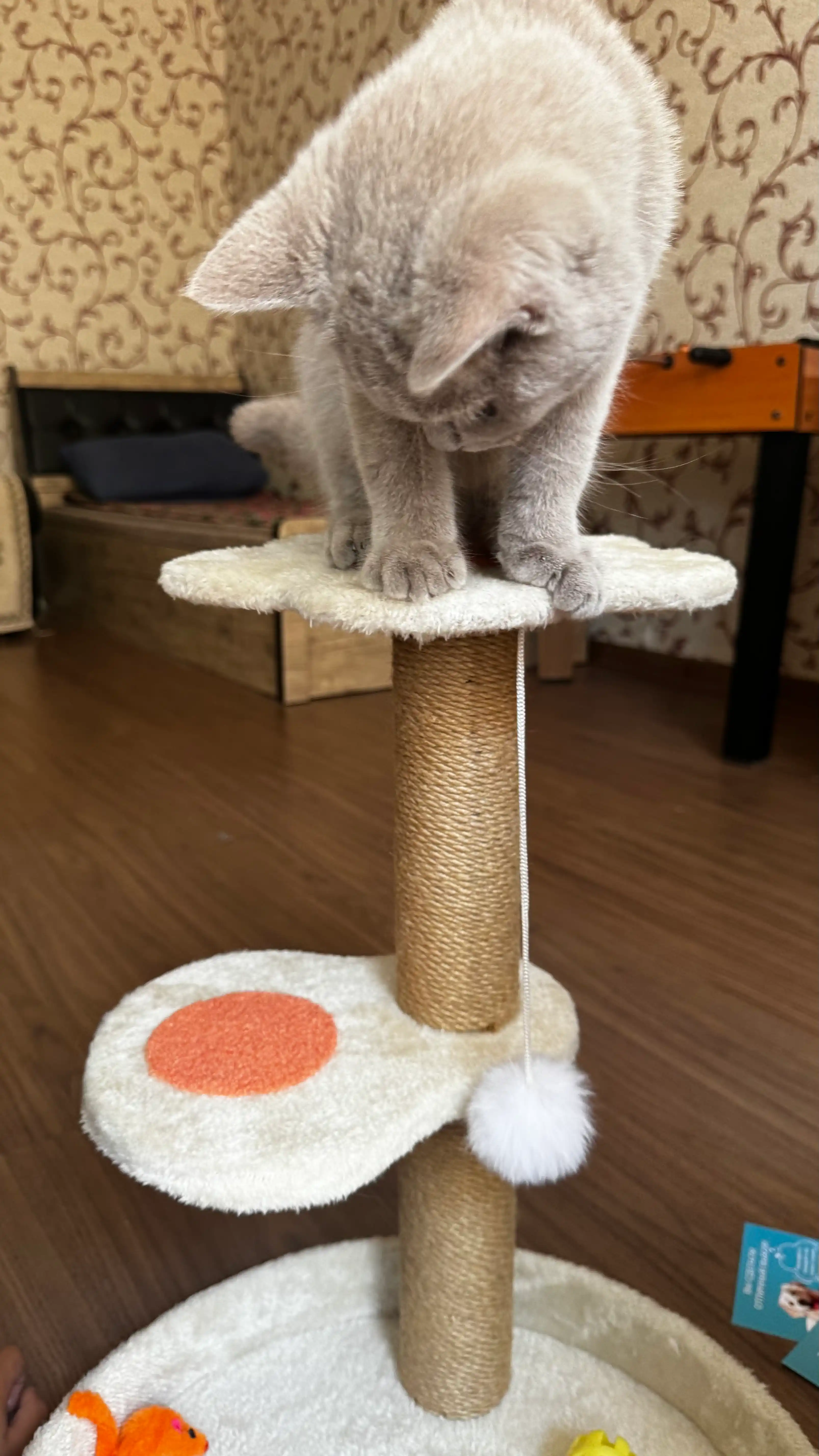 Игровой комплекс, для кошек, с когтеточкой, лежанка, домик для кошек