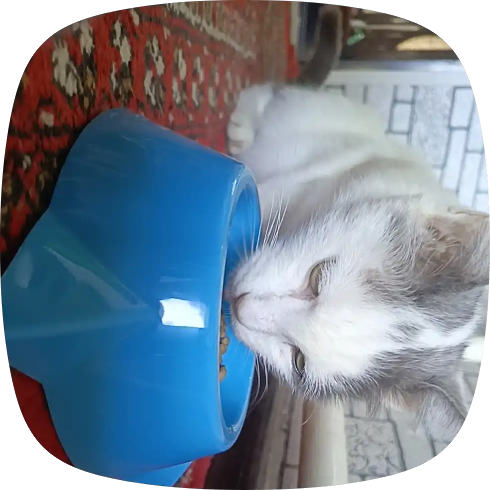 Миска для котят, в виде мордочки кошки с ушками, 15*4,5 см