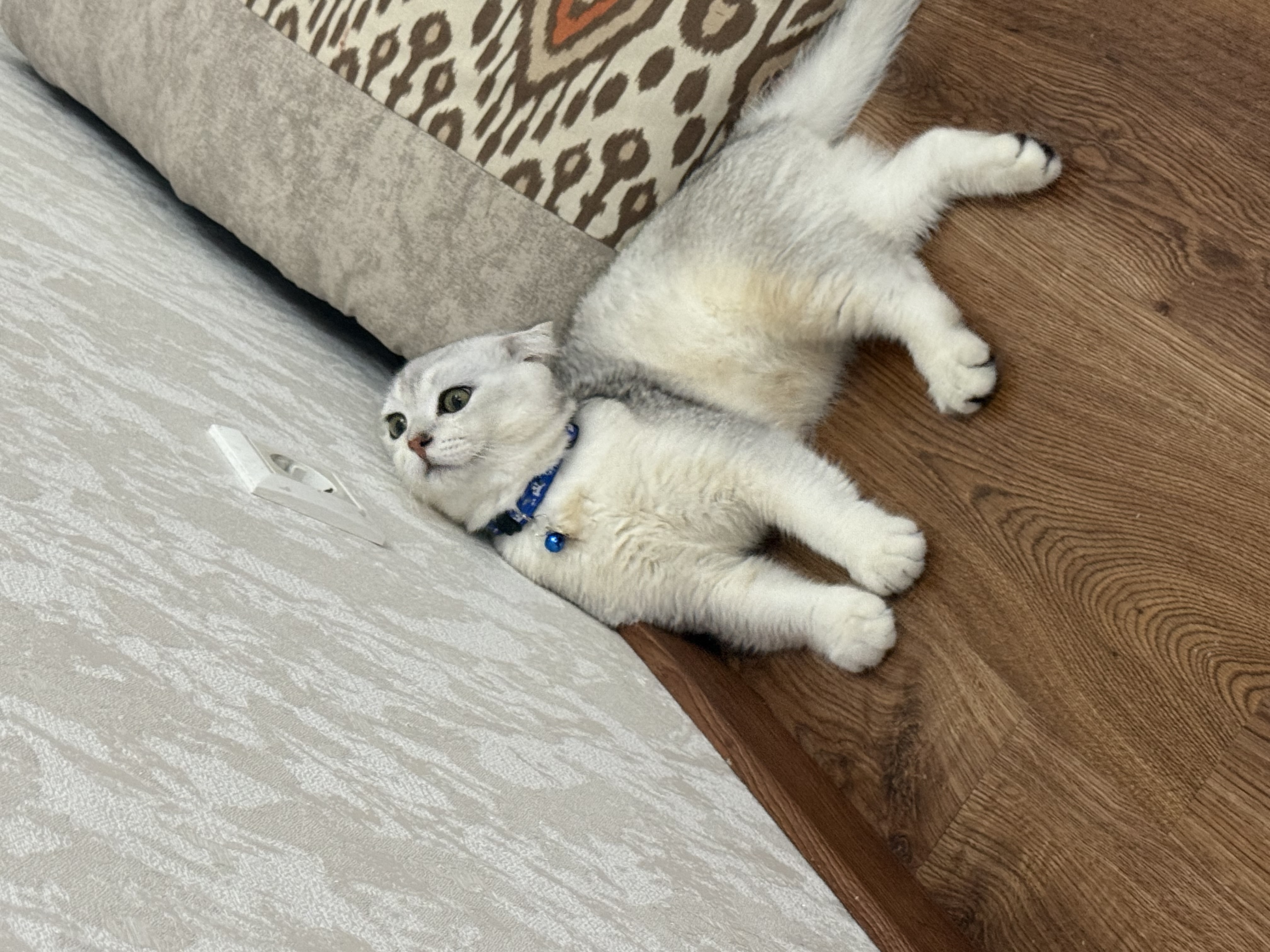 Ошейник для кошек и котят