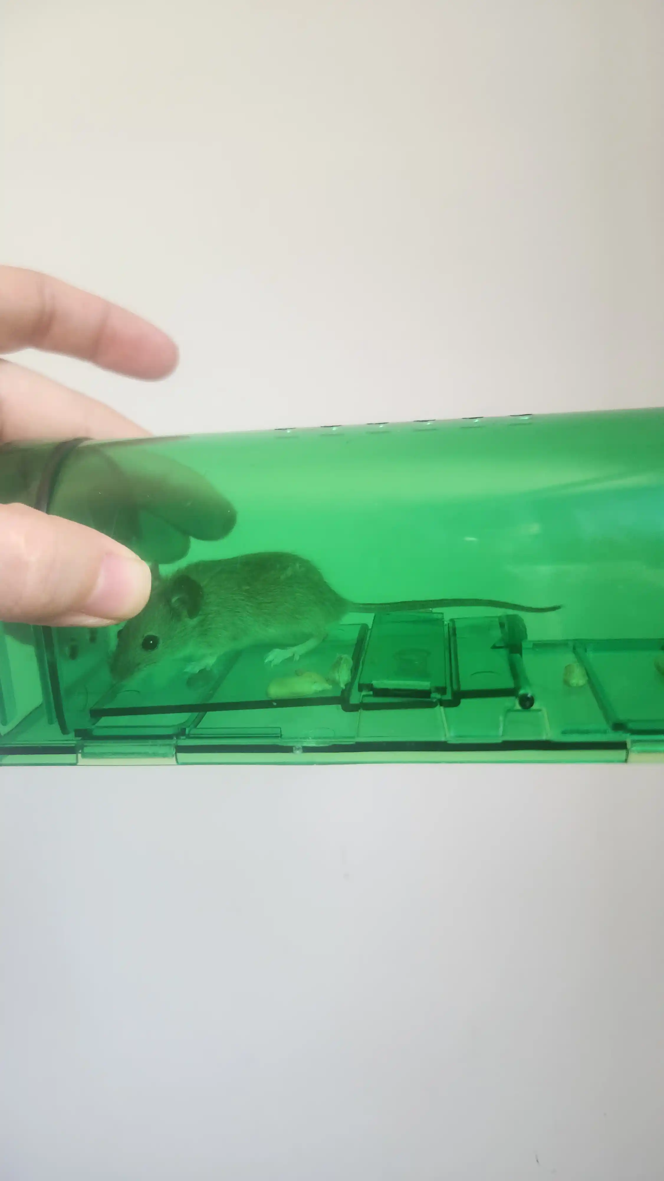 Гуманная мышеловка для ловли мышей (17.3 × 6.2 × 6.5 см)