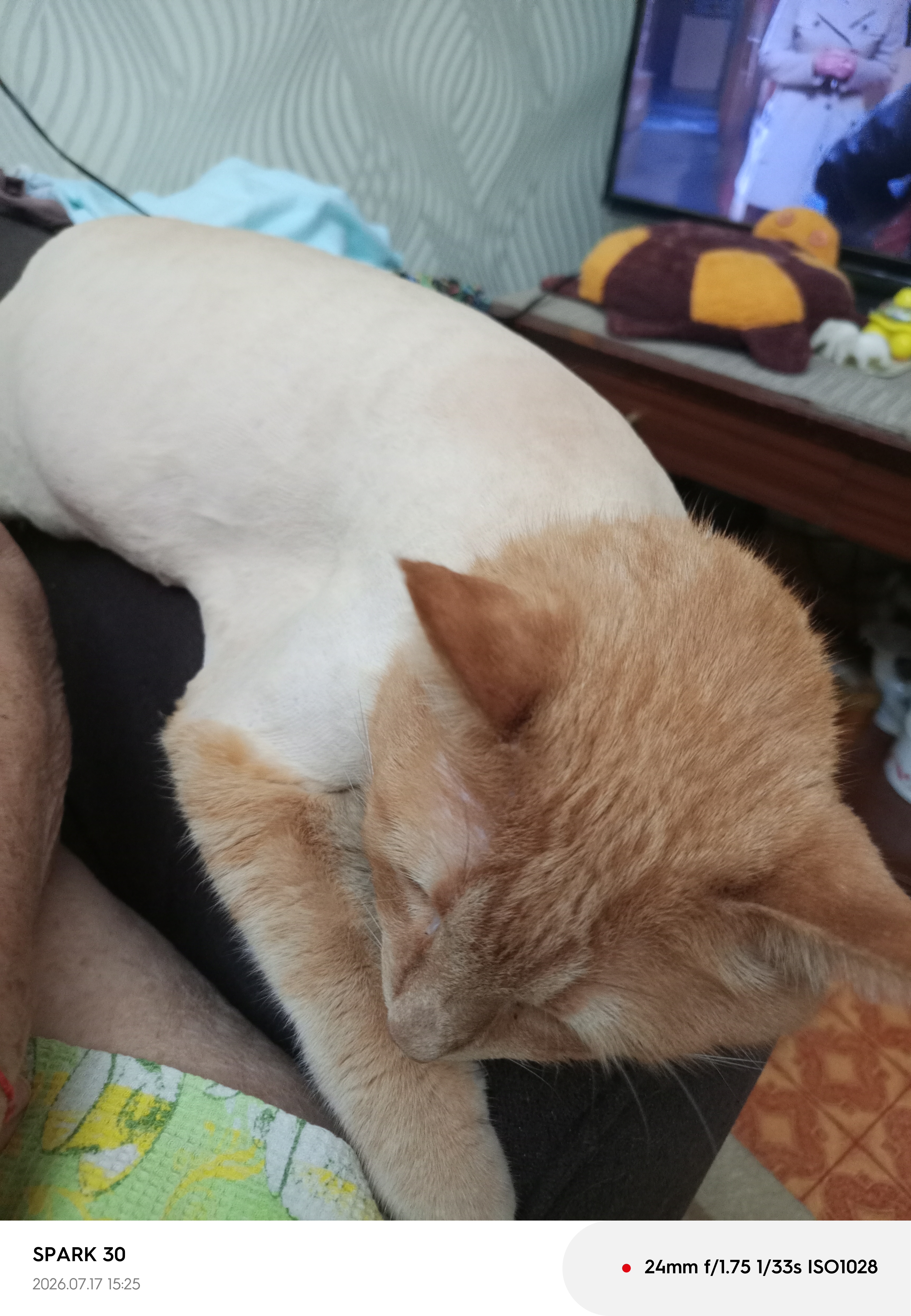 Simsiz uy hayvonlari uchun qaychi, mushuk va itlarni parvarish qilish uchun trimmer