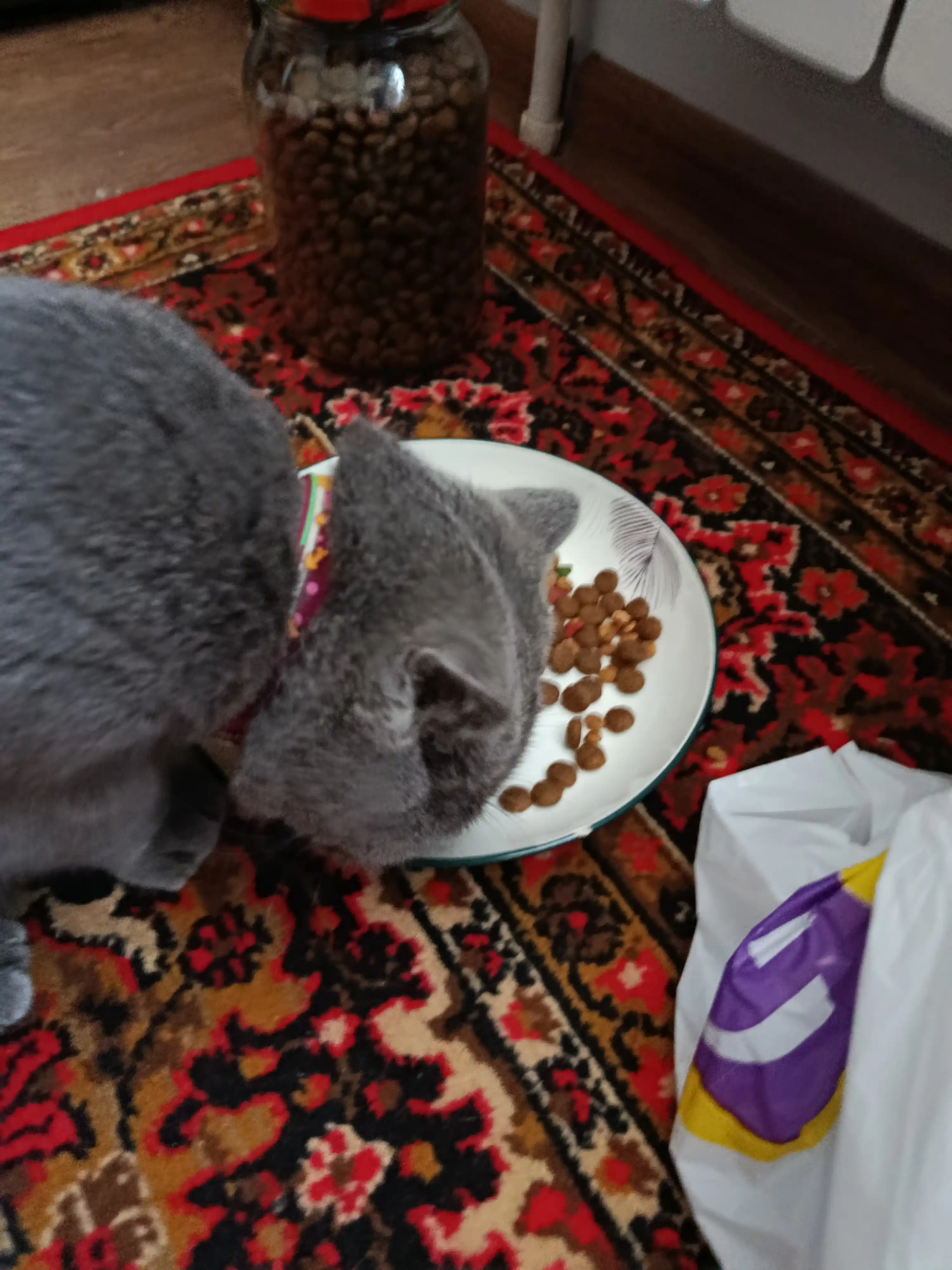 ProBalance Gourmet mushuklar uchun quruq yem mol va qo'zichoq go'shti, 1.8 kg