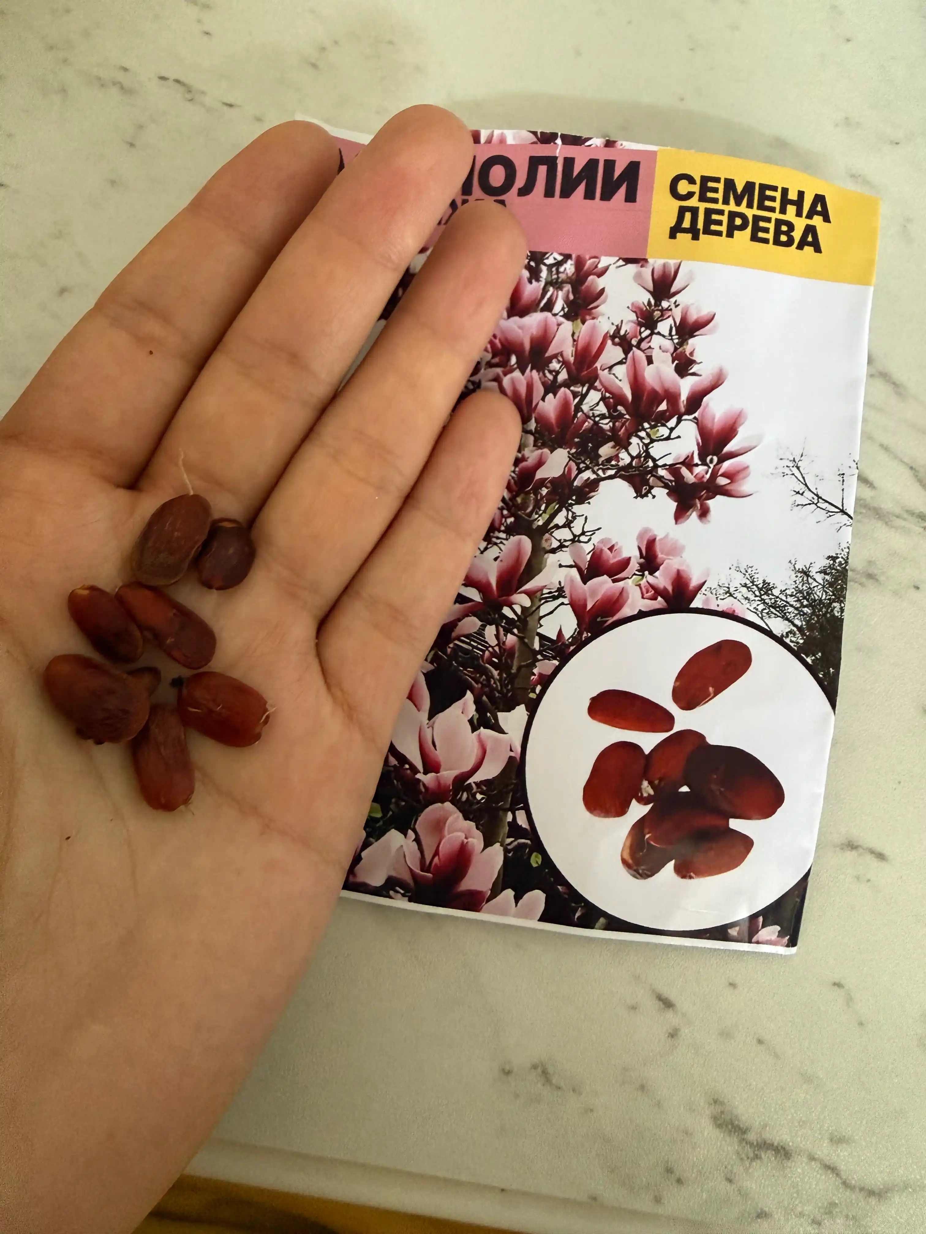 Семена магнолии