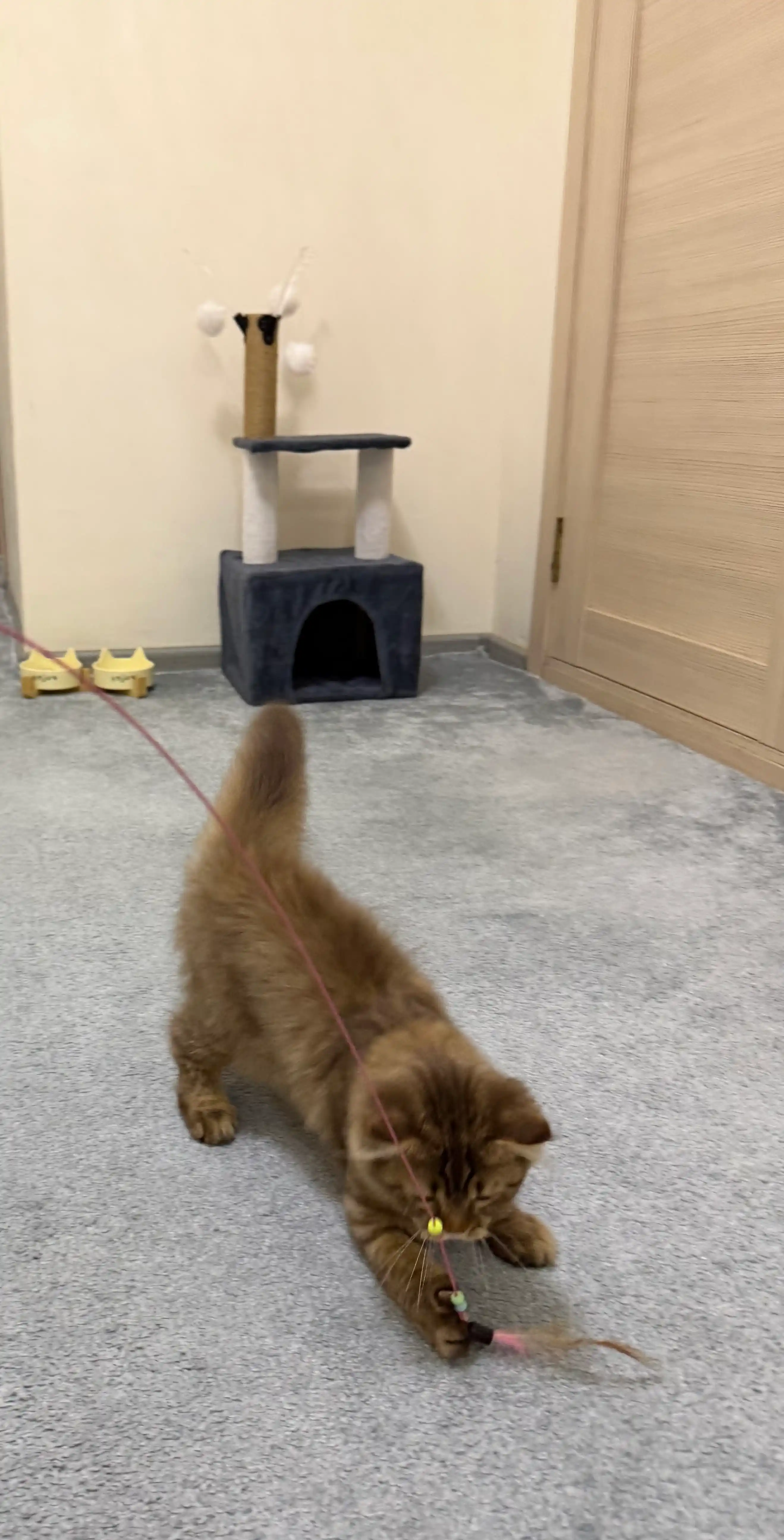 Игрушка для кошки, удочка с перьями и колокольчиком