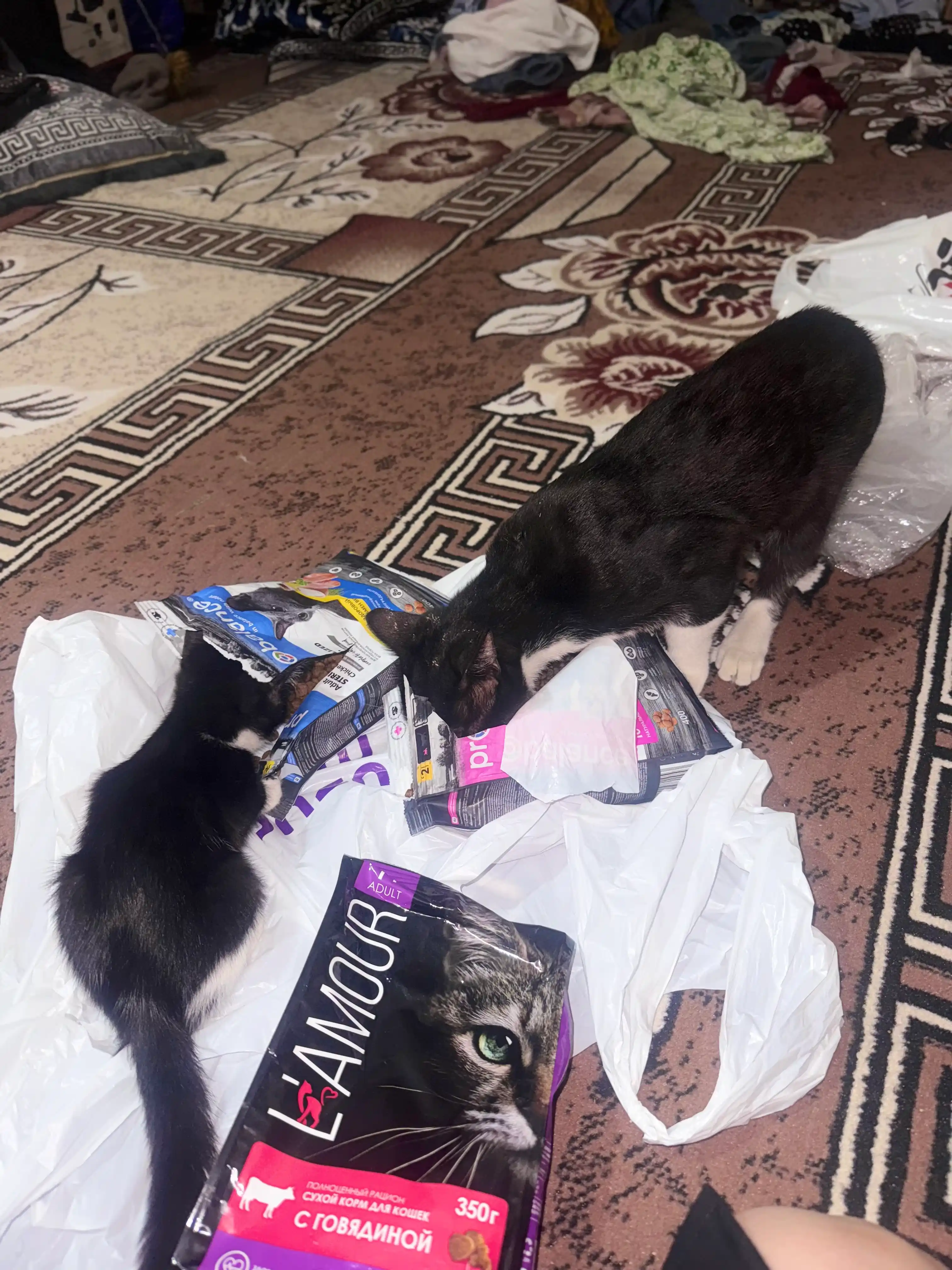 Lamour mushuklar uchun quruq yem mol go‘shtli, 350 gr