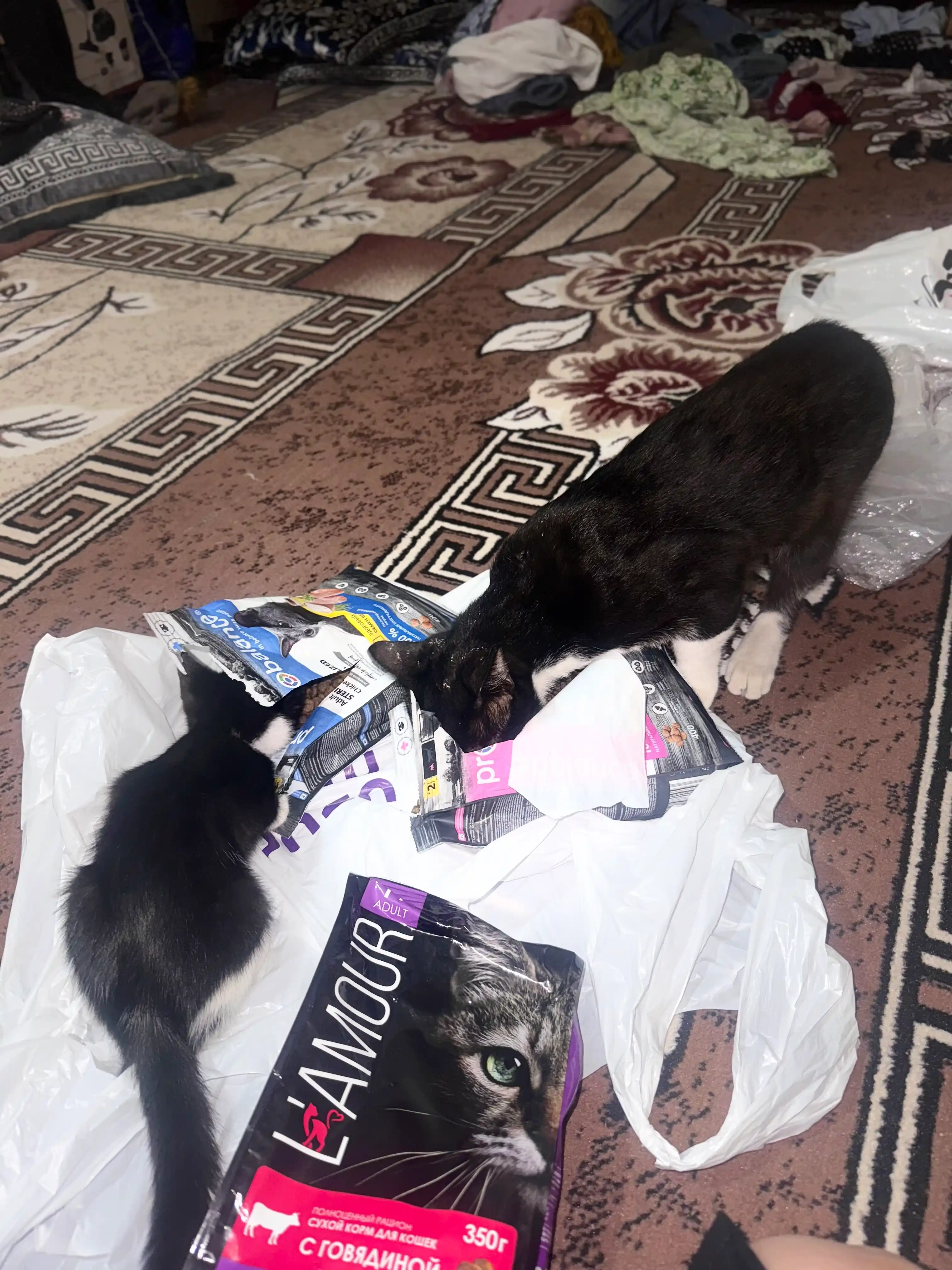 Lamour mushuklar uchun quruq yem mol go‘shtli, 350 gr