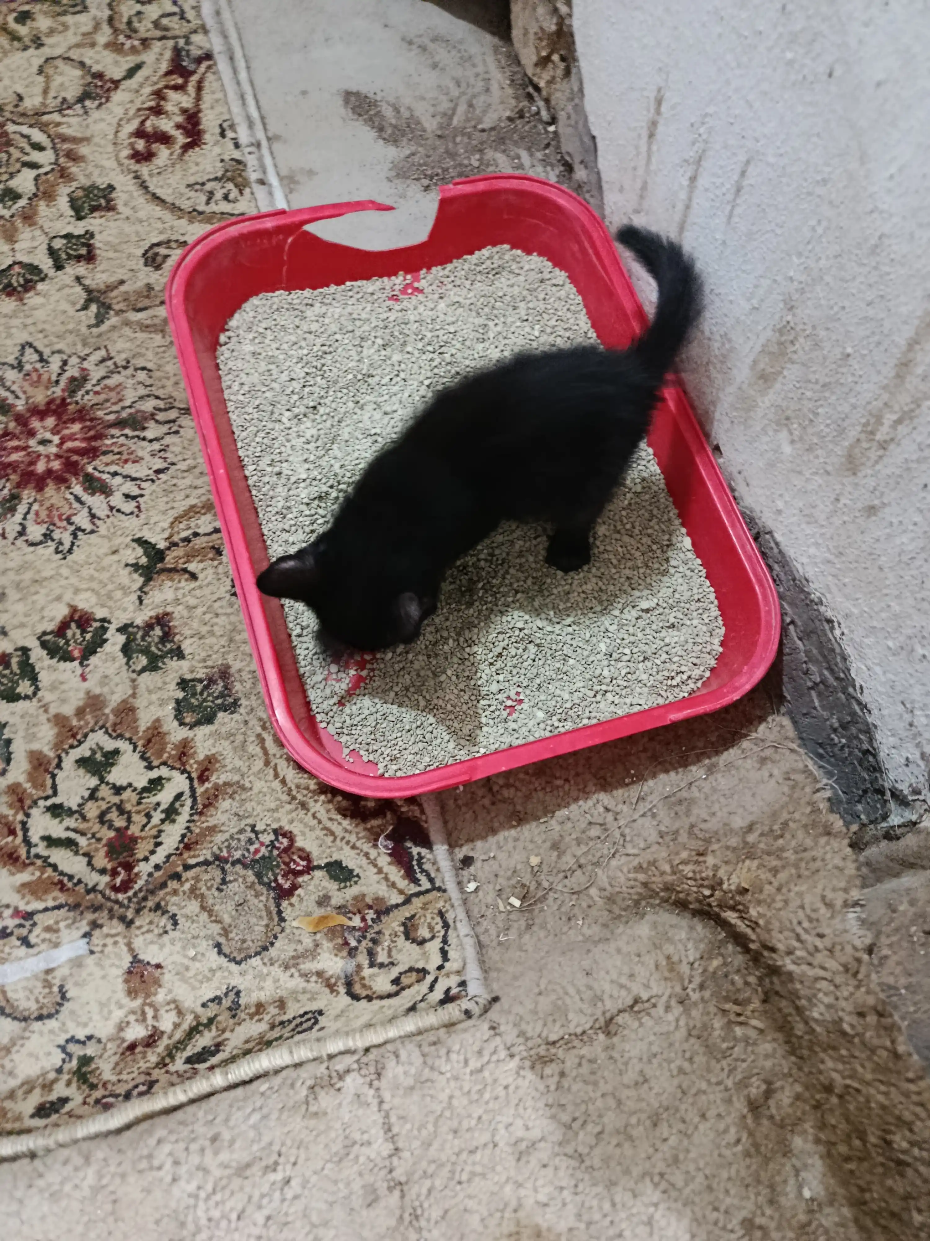 Наполнитель Oila Tanlovi, 3 кг