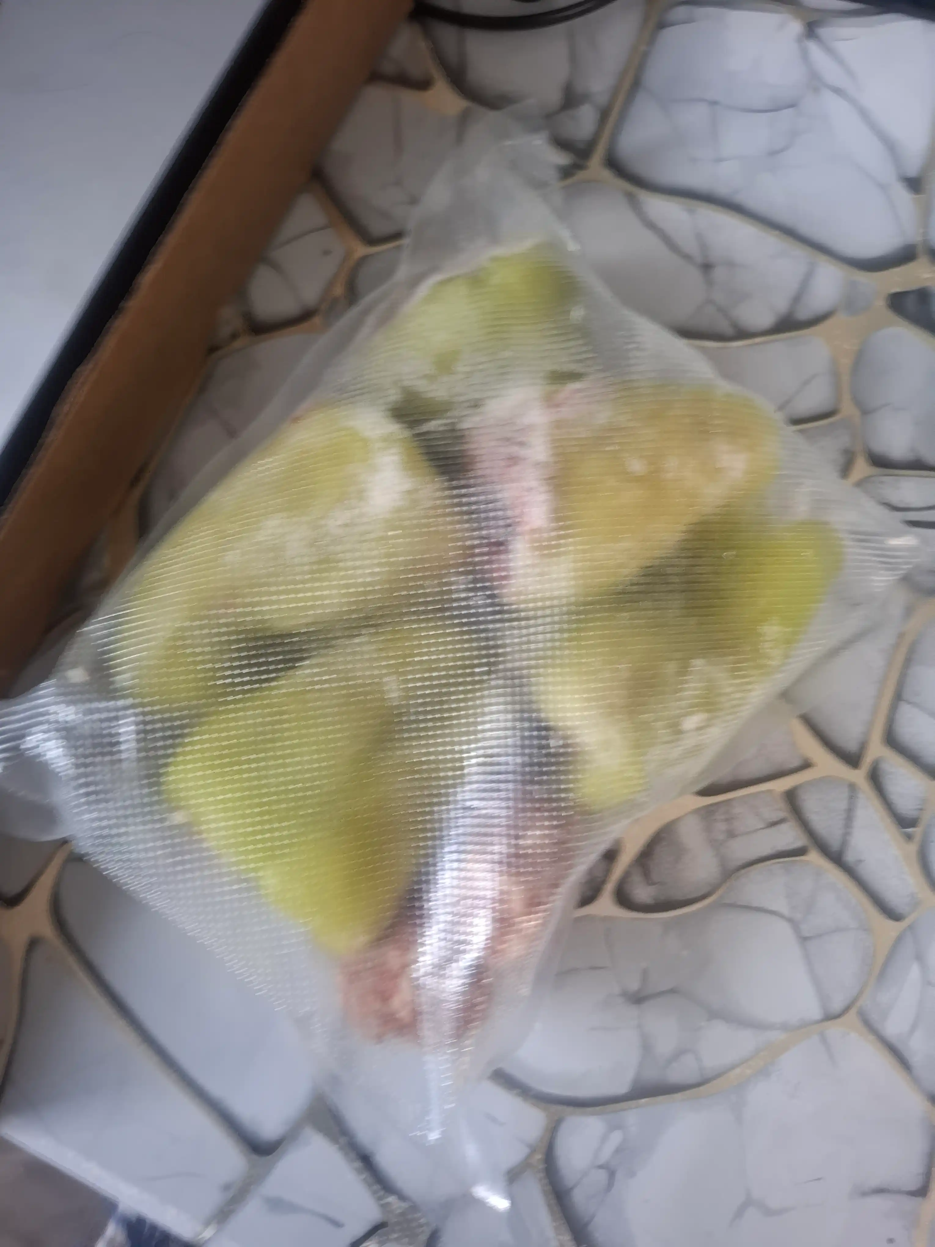Vakuumli qadoqlash mashinasi, quruq va nam mahsulotlar uchun, plastik paket bilan