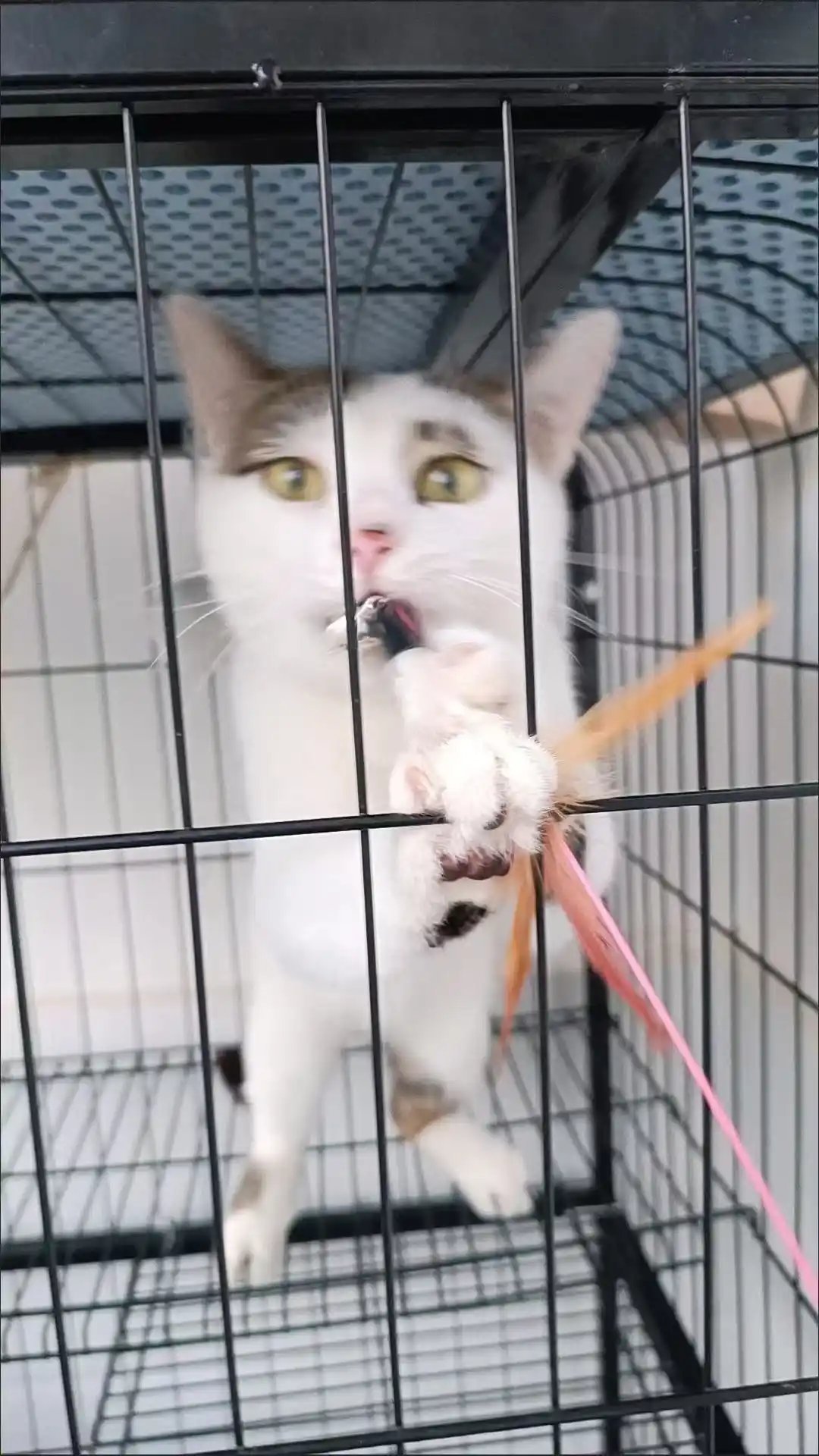 Игрушка для кошек и котят, дразнилка удочка с натуральными перьями