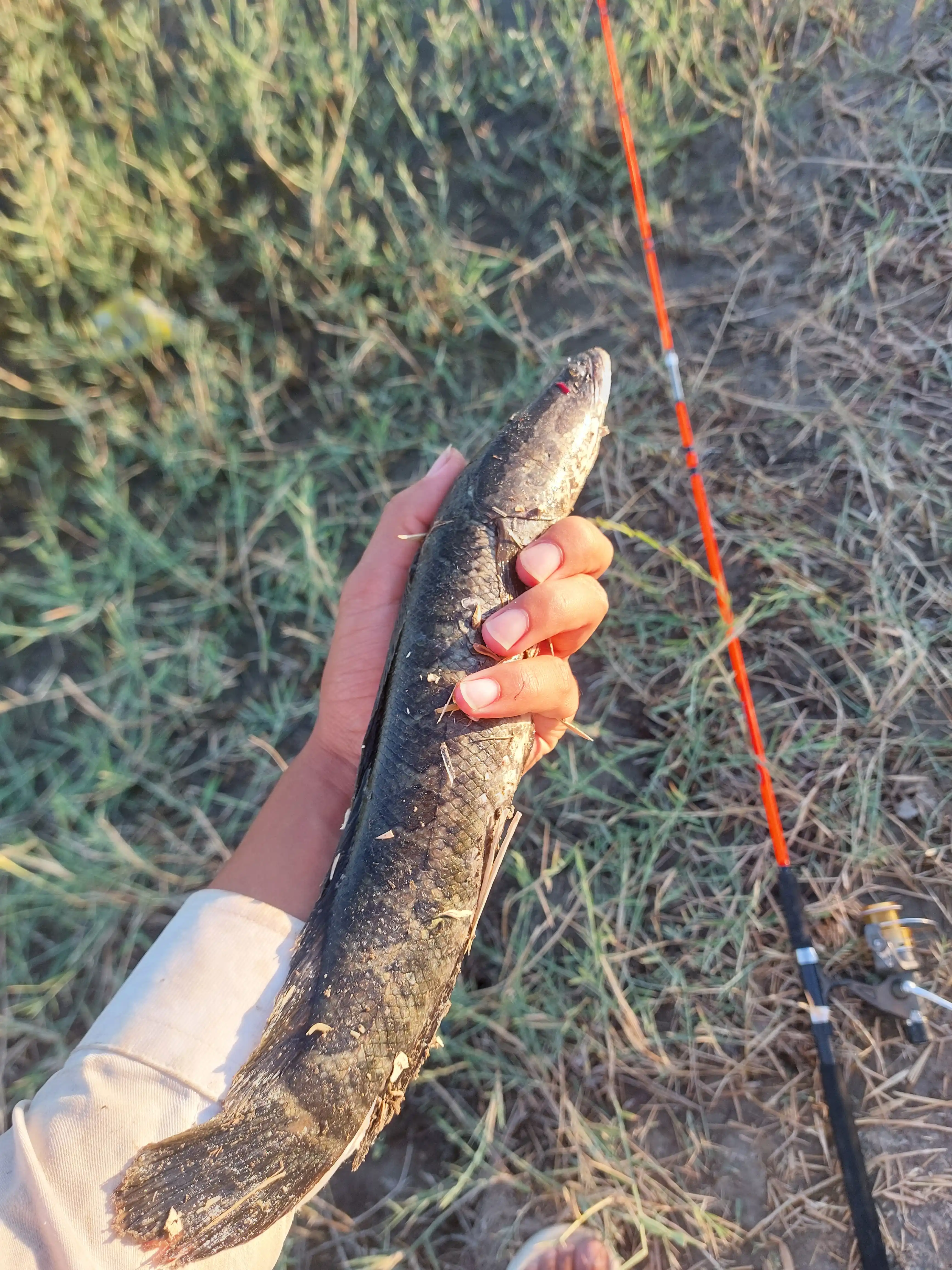 Turli rangdagi CROCODILE spinning