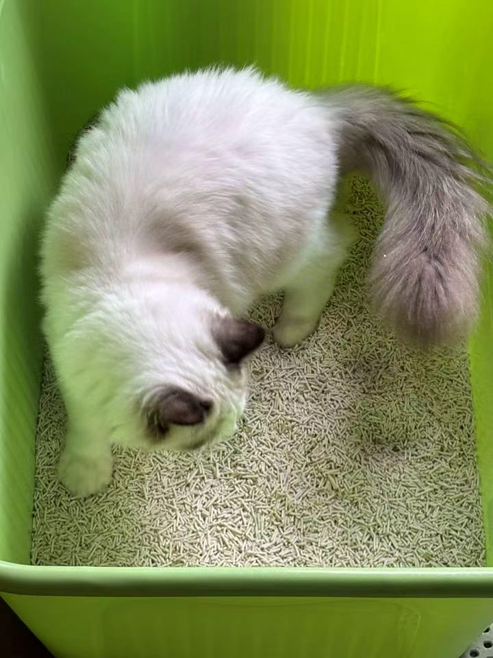 Наполнитель для кошек тофу комкующийся, 6 л