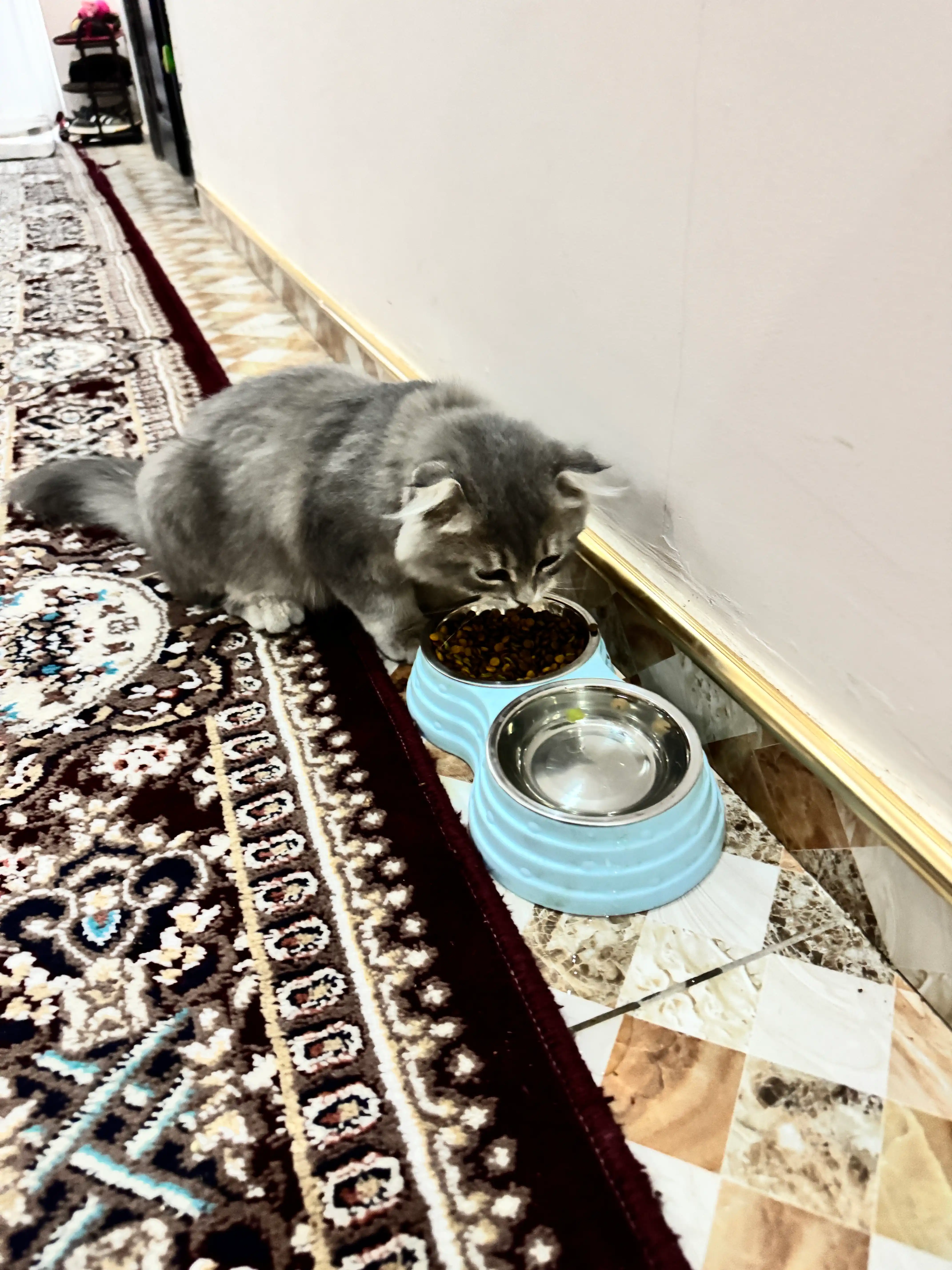 ProХвост mushuklar uchun quruq yem, mol go'shti 800 gr