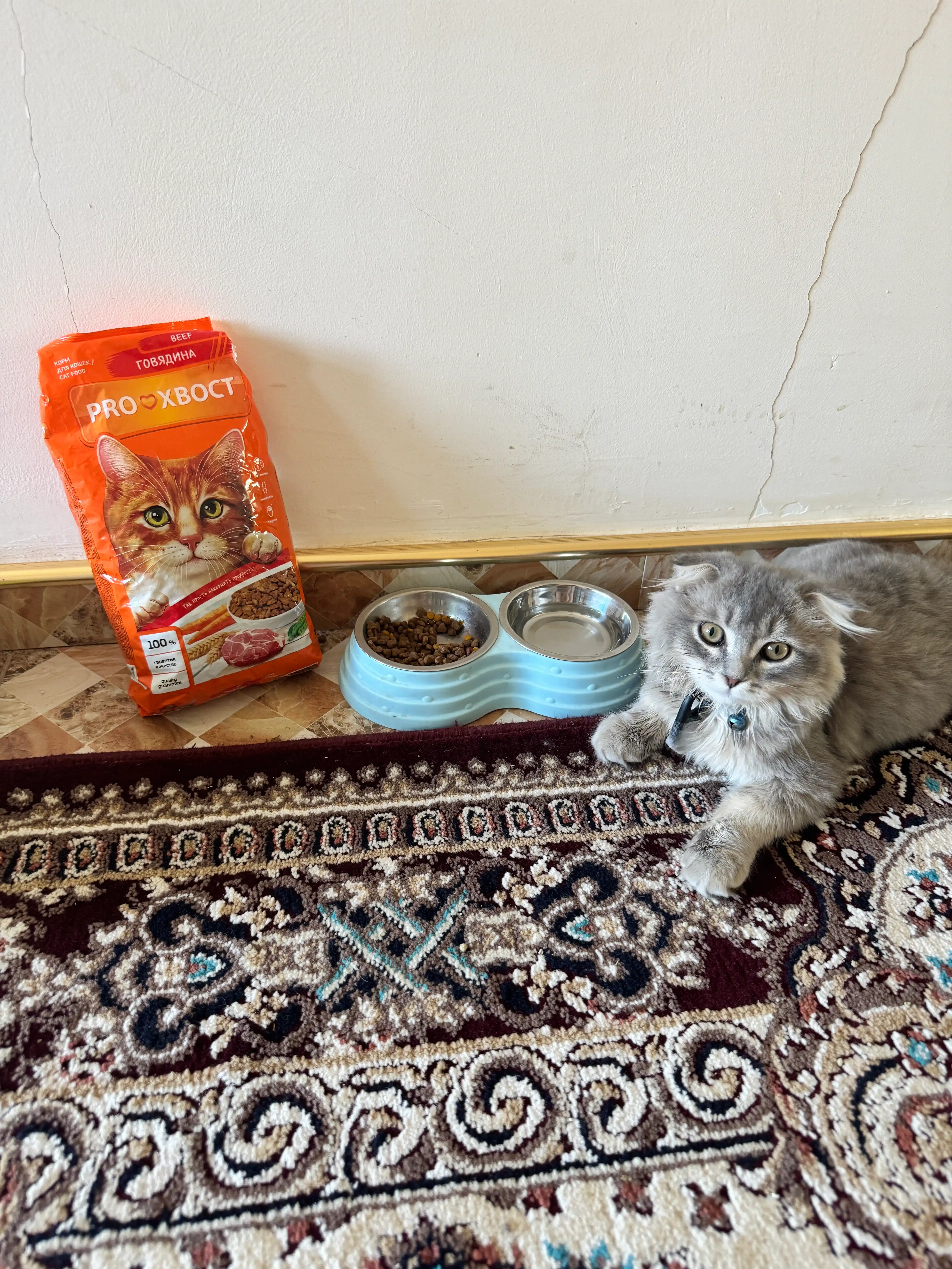 ProХвост mushuklar uchun quruq yem, mol go'shti 800 gr