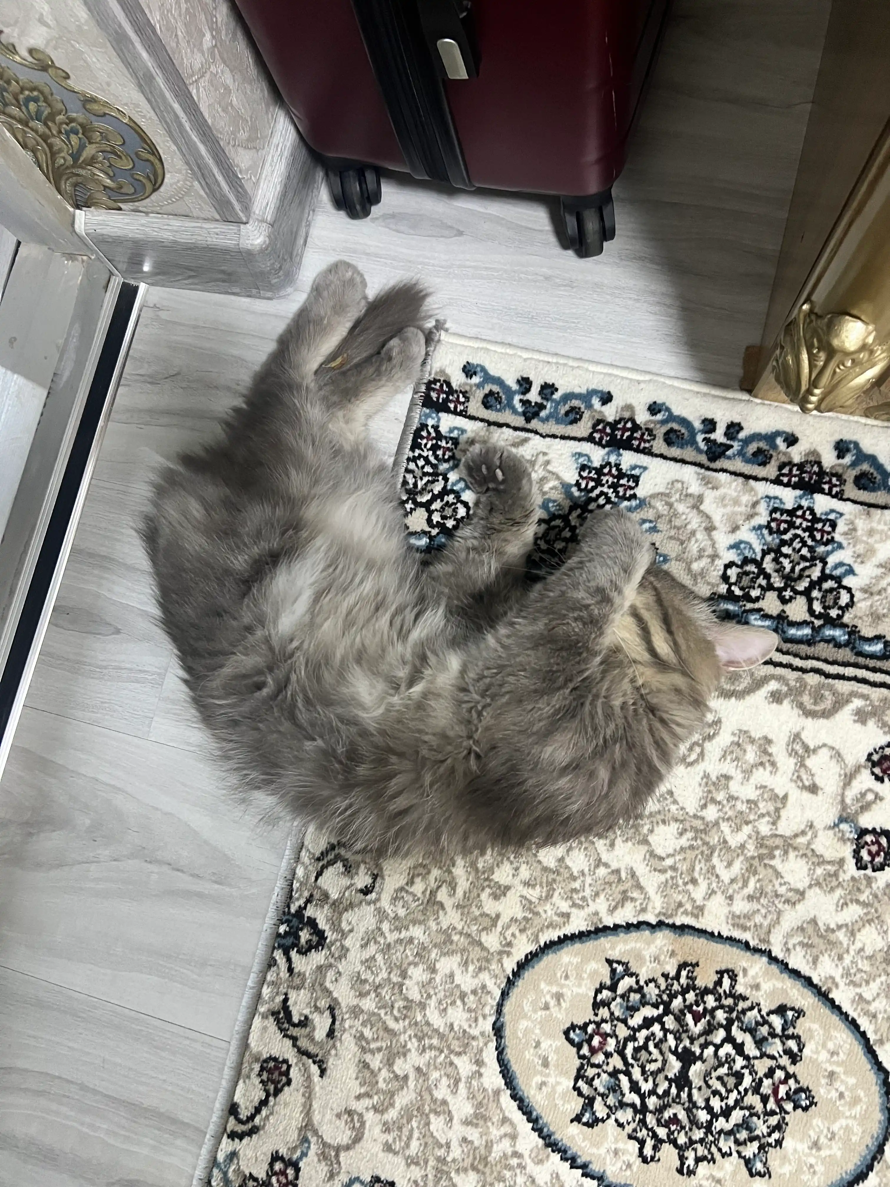 Felix  Аппетитные кусочки влажный корм для кошек ,индейка в желе, 75 гр 5 шт