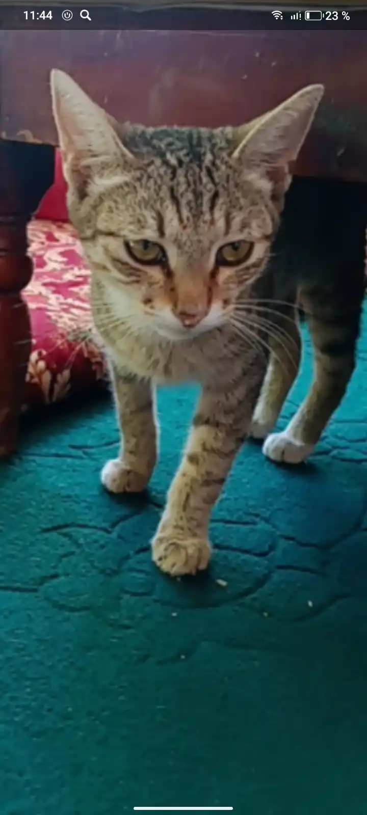 Paw Picks mushuklar uchun quruq yem, tovuq go‘shti bilan, 1 kg