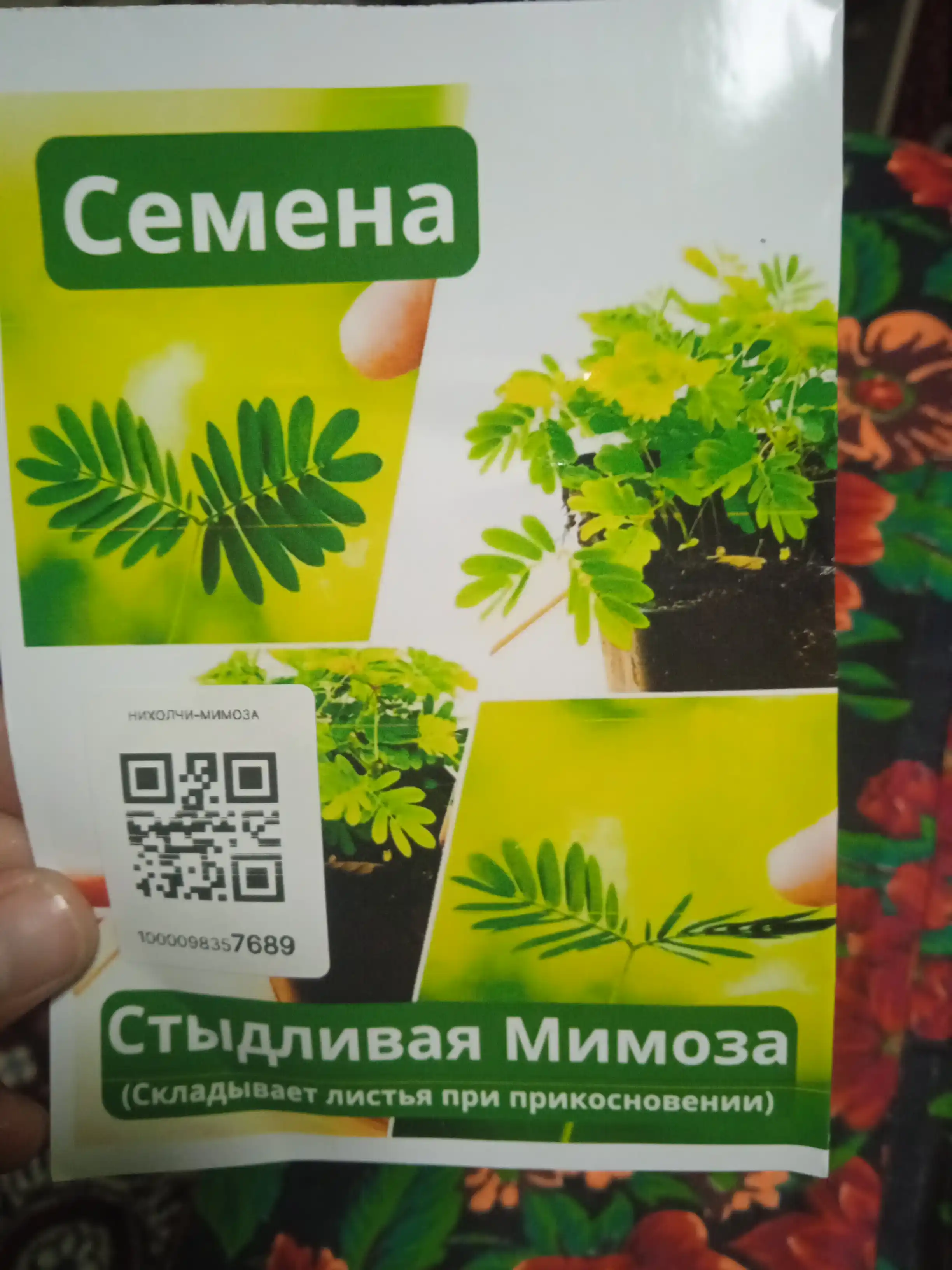 Tortinchoq mimoza urug‘lari, 15 ta urug‘, xona o‘simliklari urug‘lari, ekzotik o‘simliklar