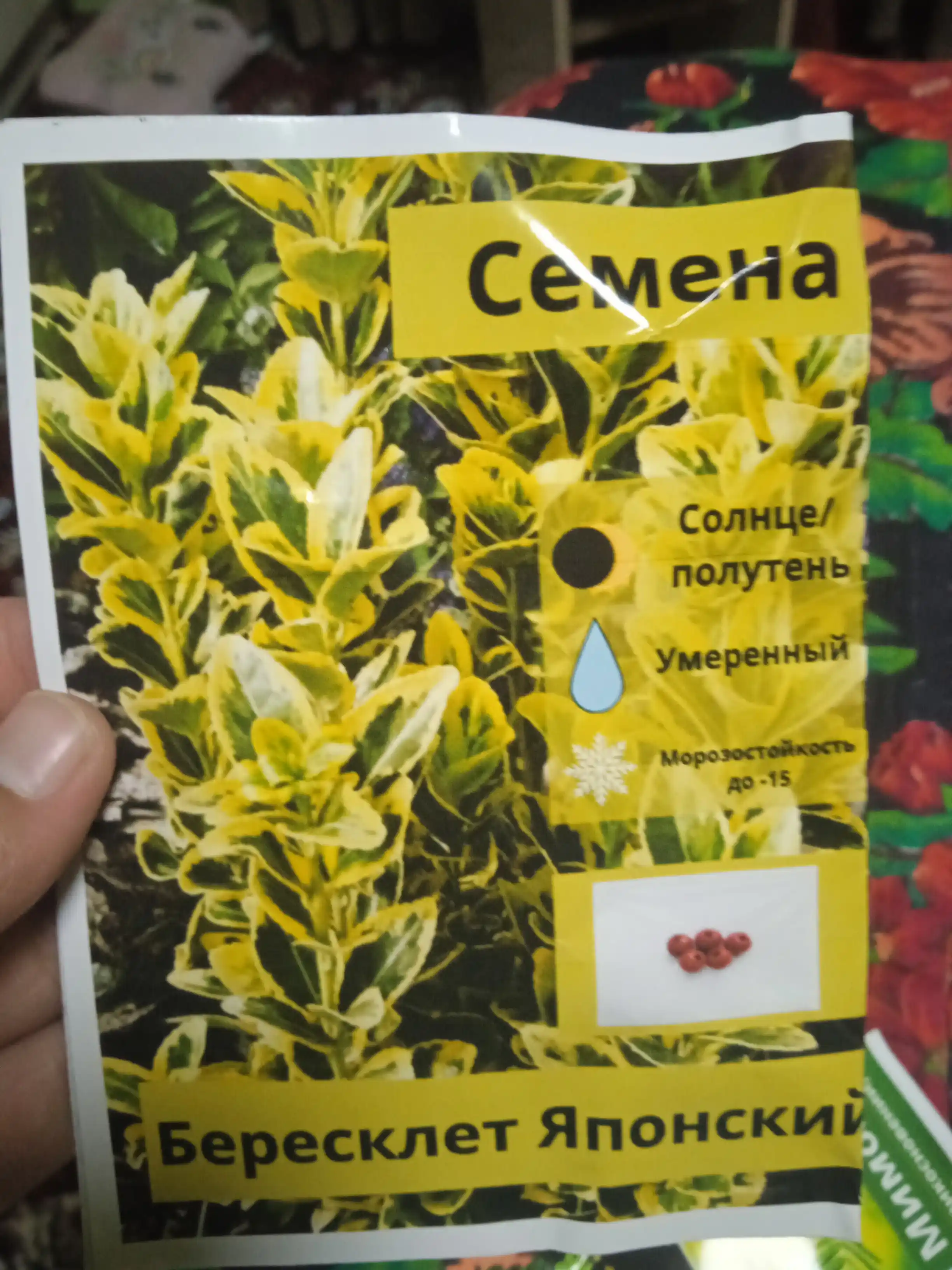 Tortinchoq mimoza urug‘lari, 15 ta urug‘, xona o‘simliklari urug‘lari, ekzotik o‘simliklar