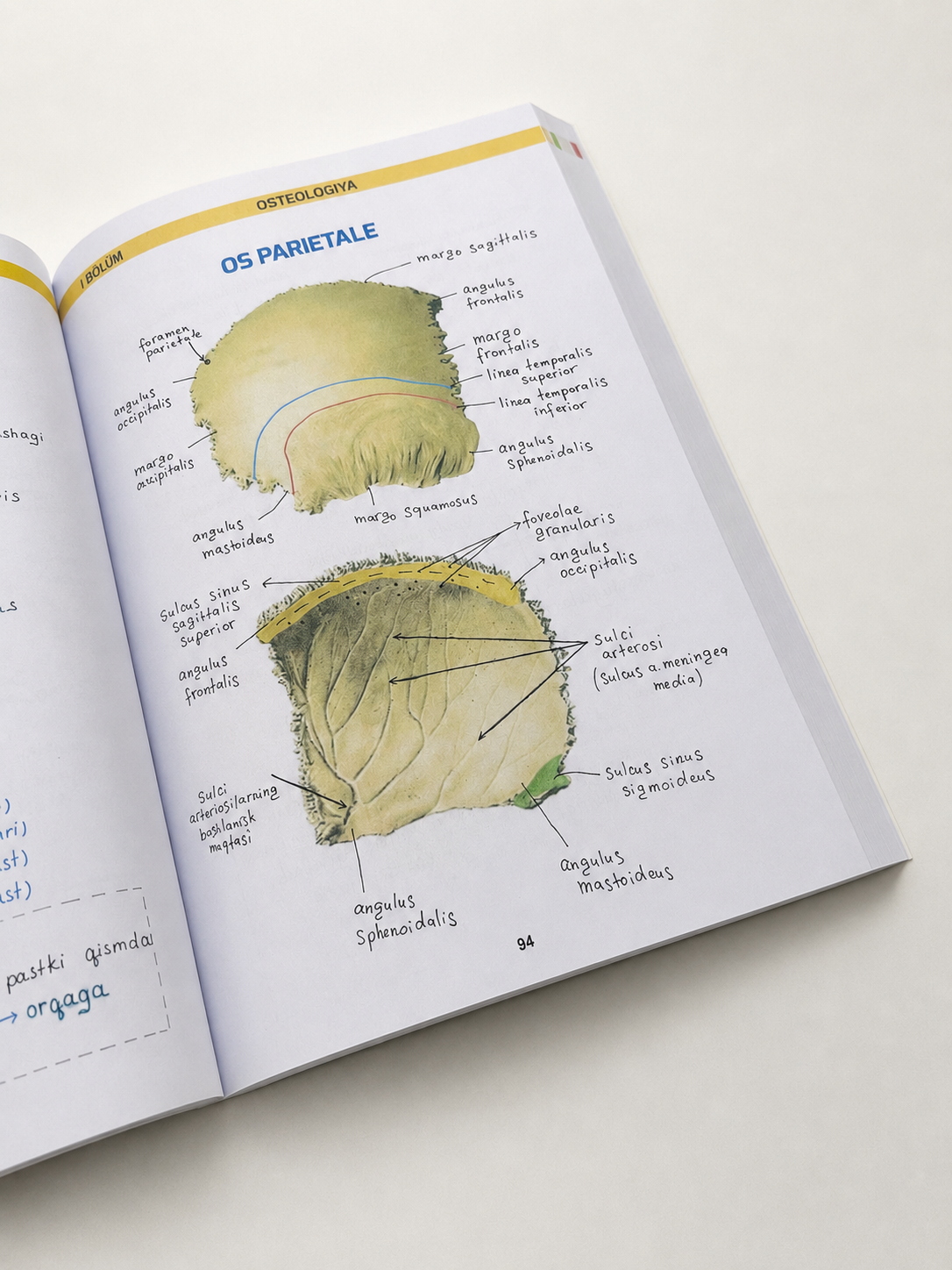 Tibbiyot kitobi, MEDoptimal anatomiya, tibbiyot talabalari uchun darslik, qo‘llanma
