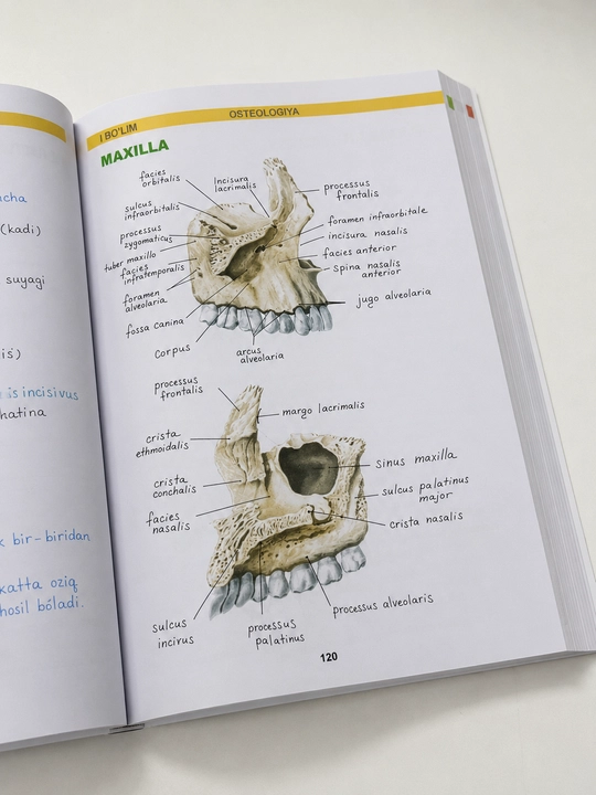 Tibbiyot kitobi, MEDoptimal anatomiya, tibbiyot talabalari uchun darslik, qo‘llanma