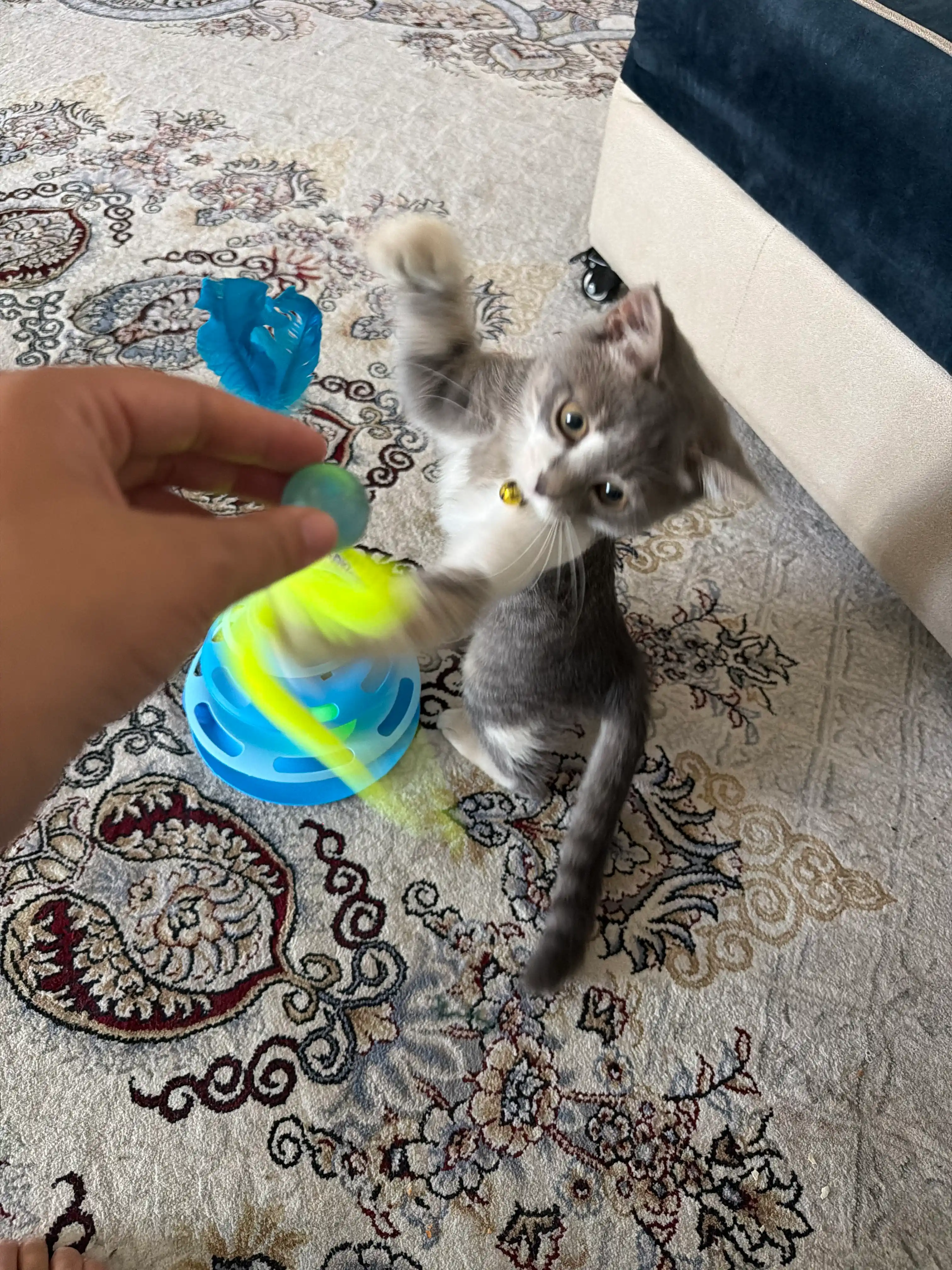 Игрушка для кошек и котят мячик попрыгунчик с пушистым хвостиком