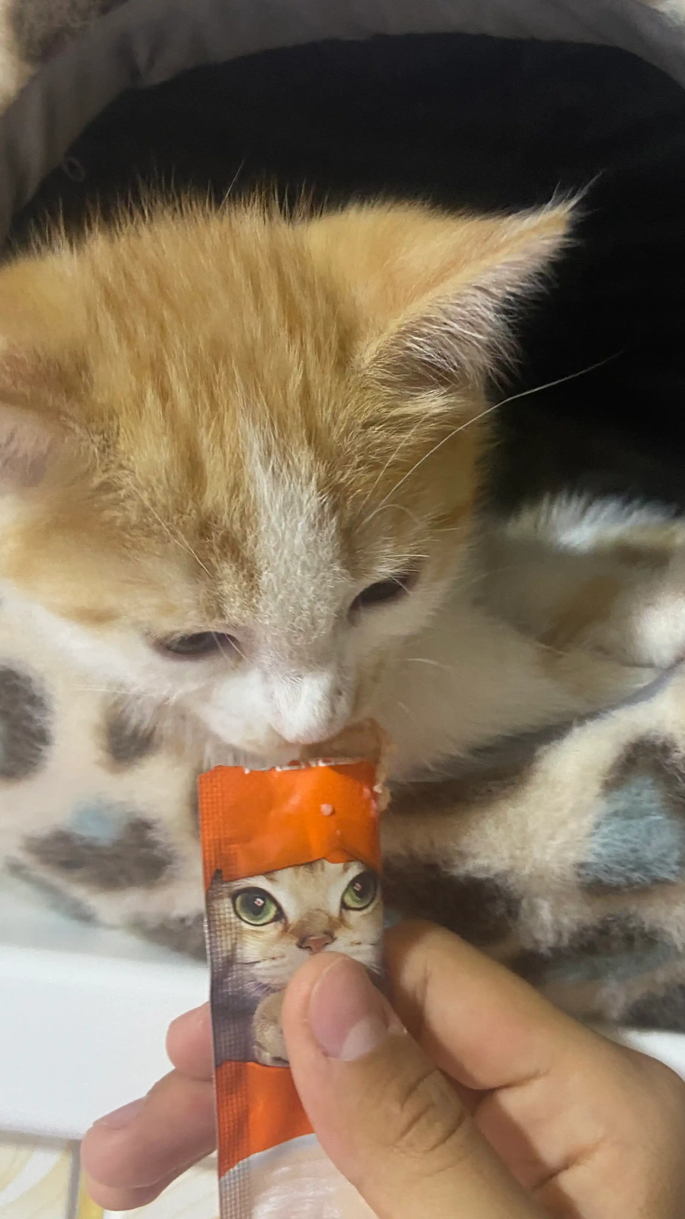 Влажный корм для кошек FAENBEI, с высоким содержанием белка, 10 шт