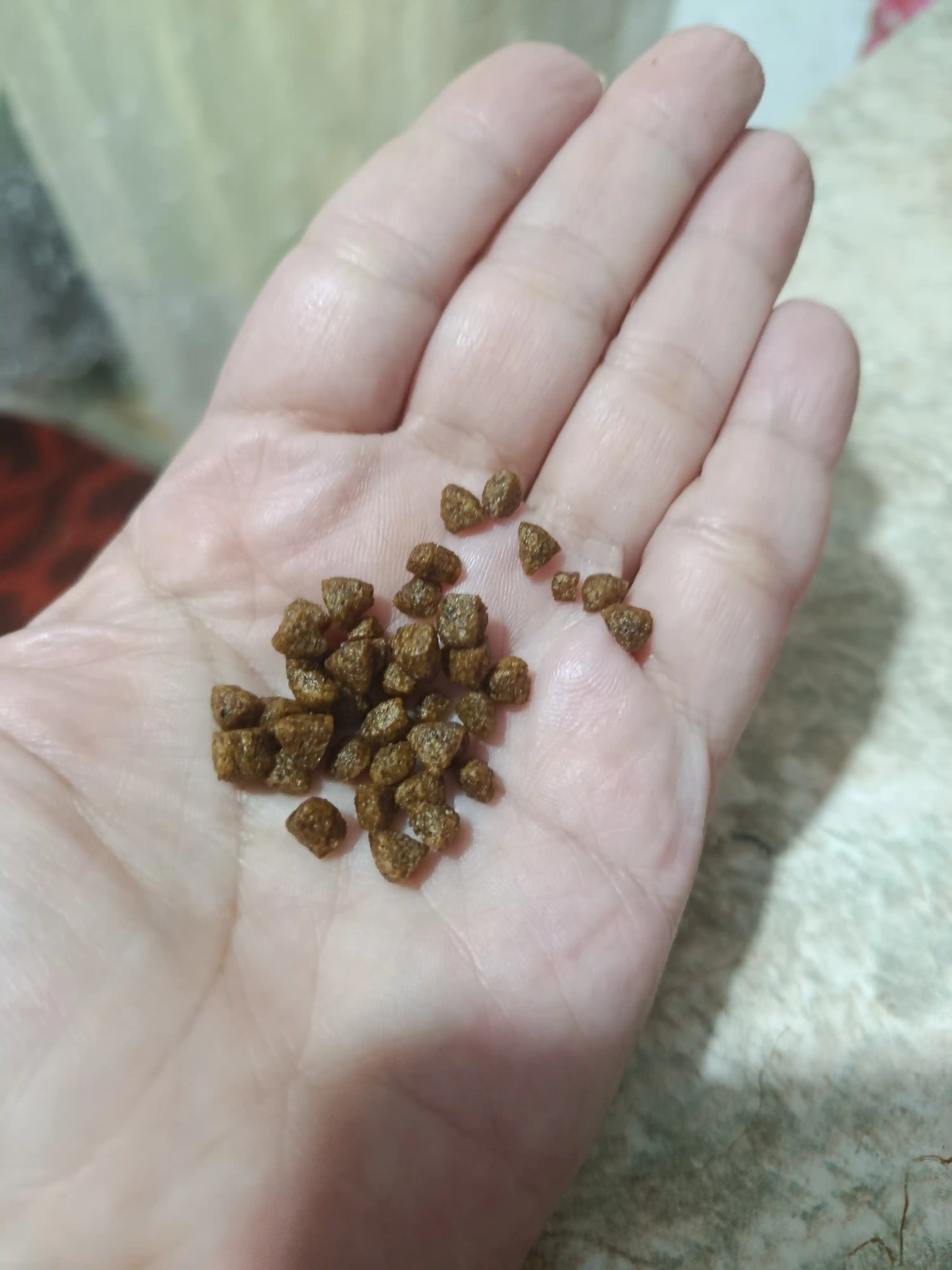 Paw Picks mushukchalar uchun quruq yem, kurka go‘shti bilan, 1 kg