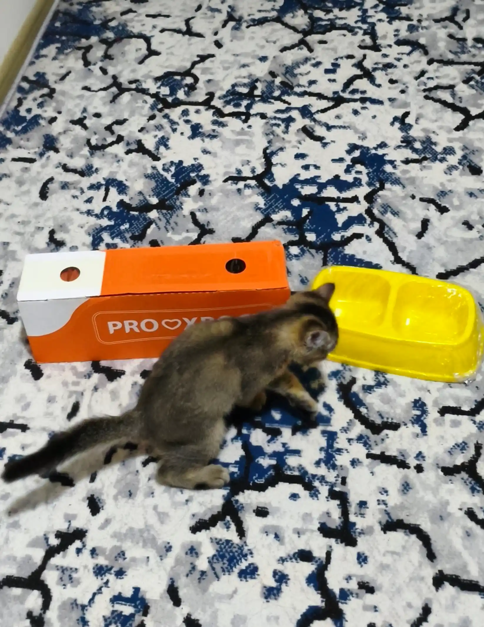 ProХвост mushuklar uchun nam yem, sousda kurka go‘shti bilan, 85 gr 28 dona
