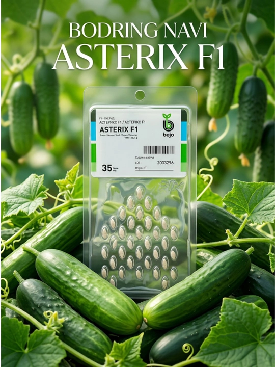 Bejo ASTERIX F1 Silliq bodring urug'i 35 dona - 