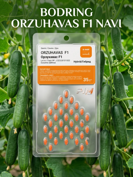Nunhems BASF Orzuhavas F1 Silliq Bodring urug'i 35 dona