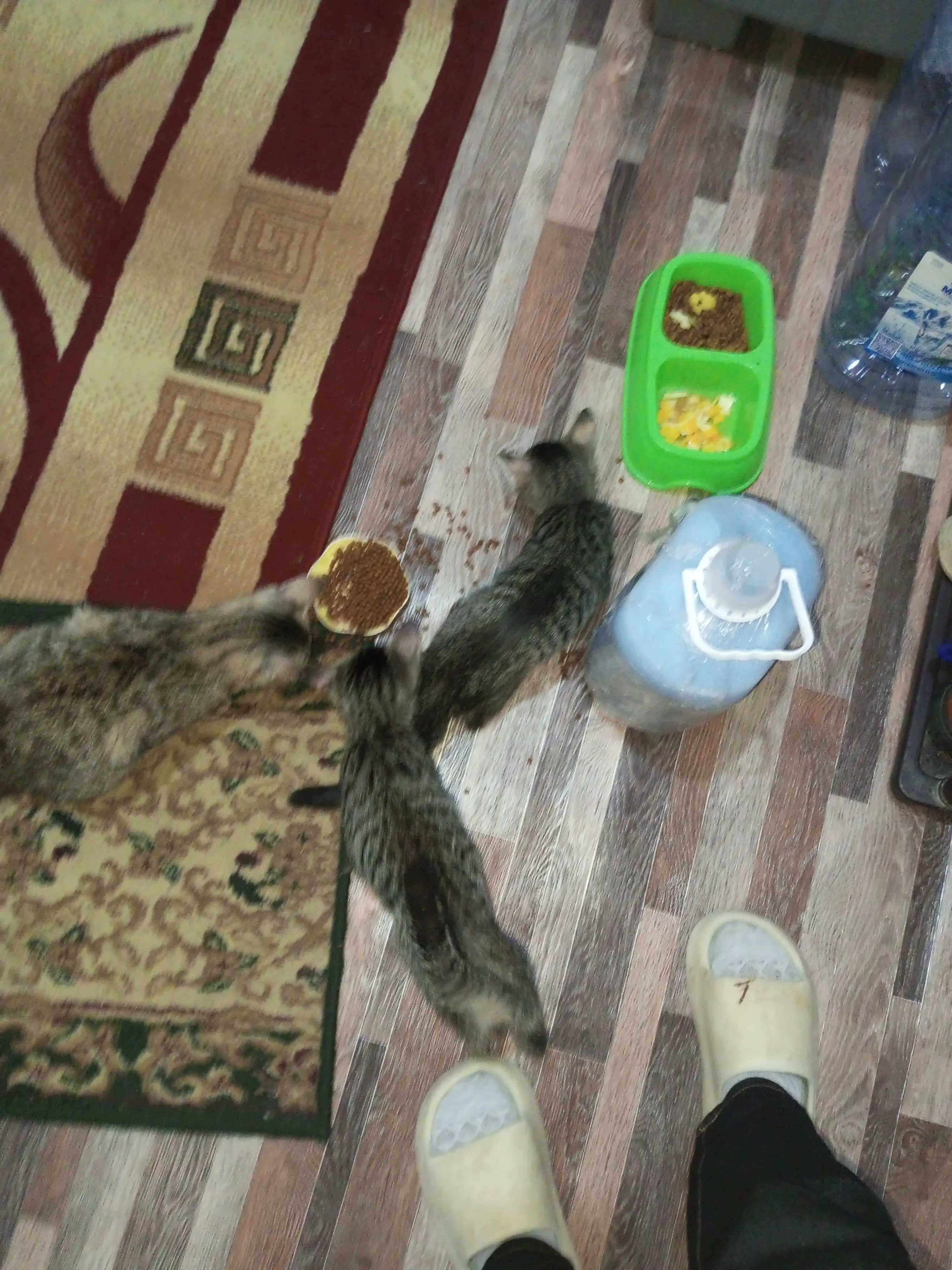 Club 4 Paws сухой корм для котят, с курицей, 2 кг