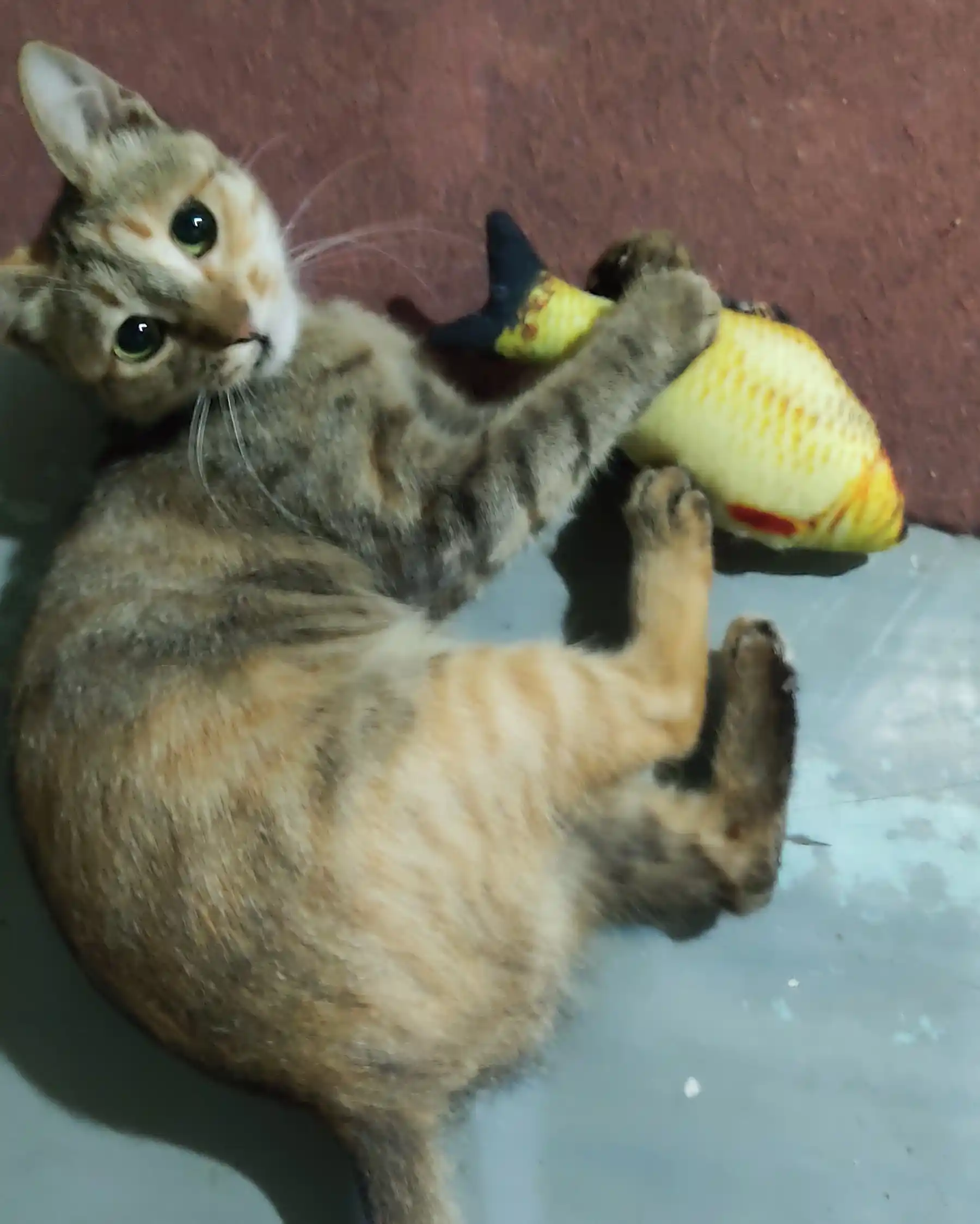 Игрушка для кошек рыбка BOBRIKGORA с кошачьей мятой и валерианой